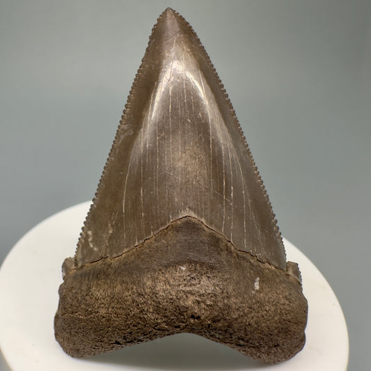 Brown, serrated  2.43" Serrated Fossil Carcharocles angustidens Shark Tooth from South Carolina AN433 - Front