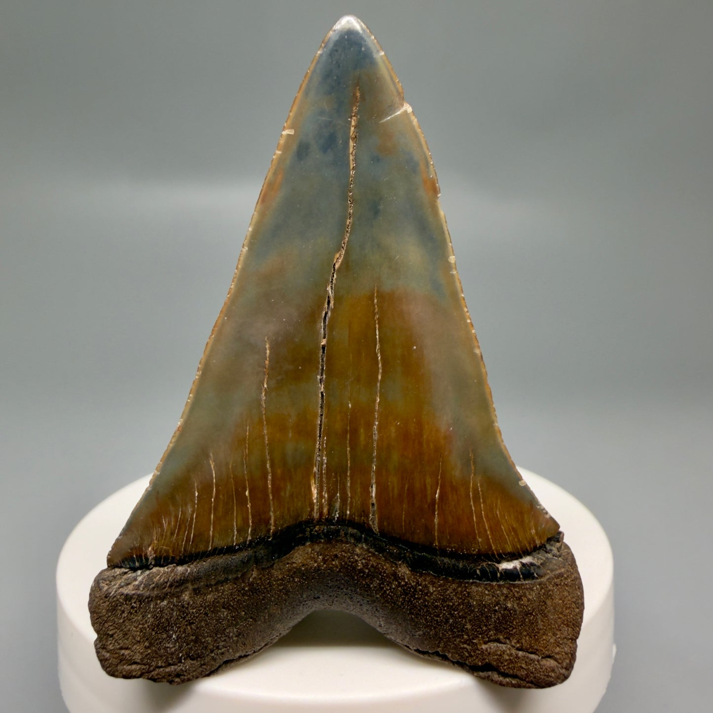 Back Left View Gorgeous, colorful 2.39" Fossil Extinct Mako - Isurus hastalis Shark Tooth from Southeast USA M613