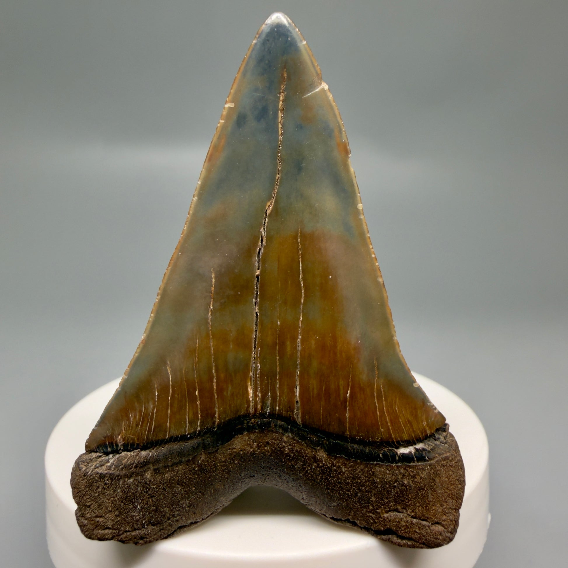 Back Left View Gorgeous, colorful 2.39" Fossil Extinct Mako - Isurus hastalis Shark Tooth from Southeast USA M613