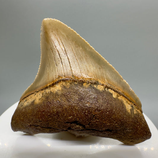 Colorful, serrated Lateral 2.28" Fossil Megalodon Tooth from North Carolina Diving Discovery CM4659 - Front
