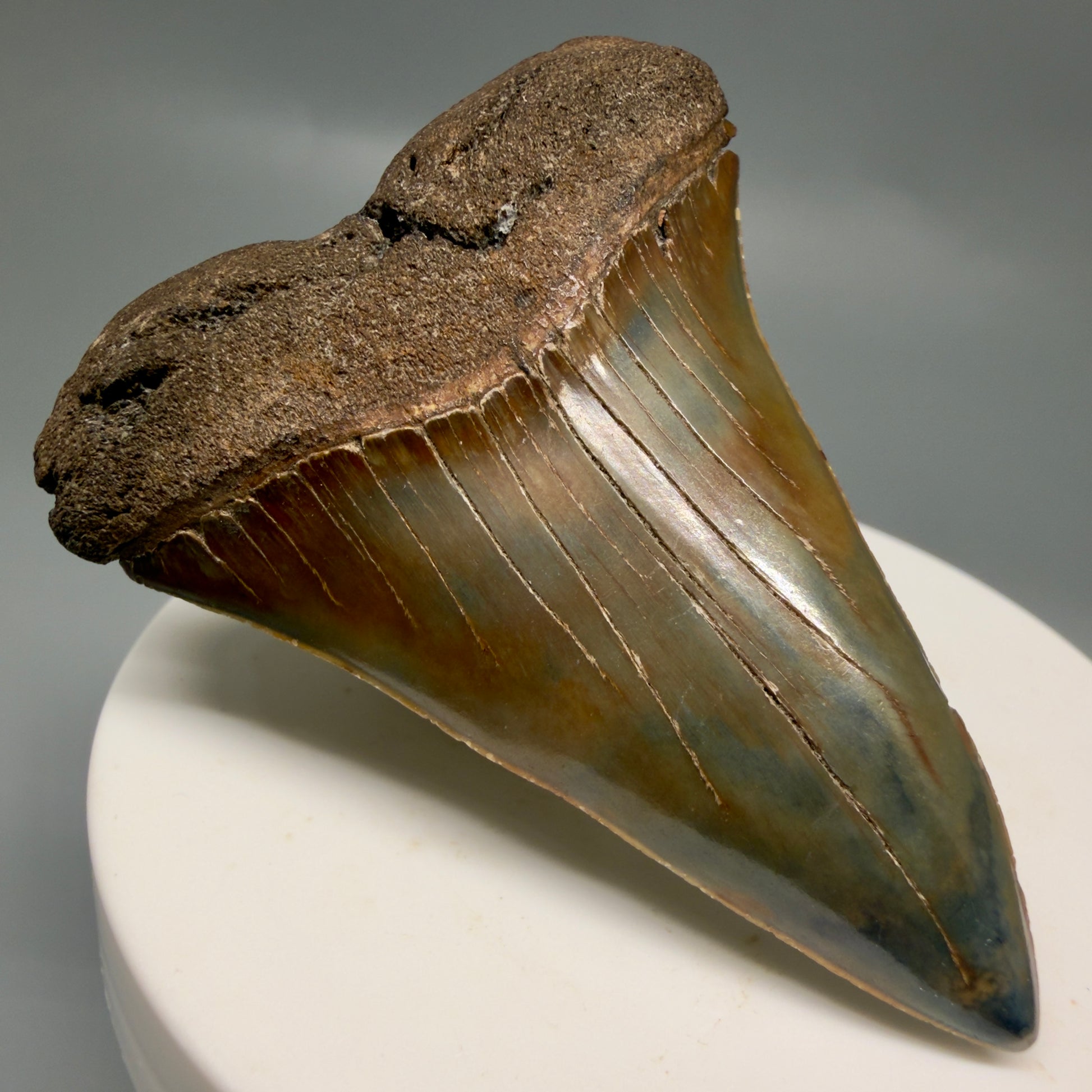 Front Left View Gorgeous, colorful 2.39" Fossil Extinct Mako - Isurus hastalis Shark Tooth from Southeast USA M613