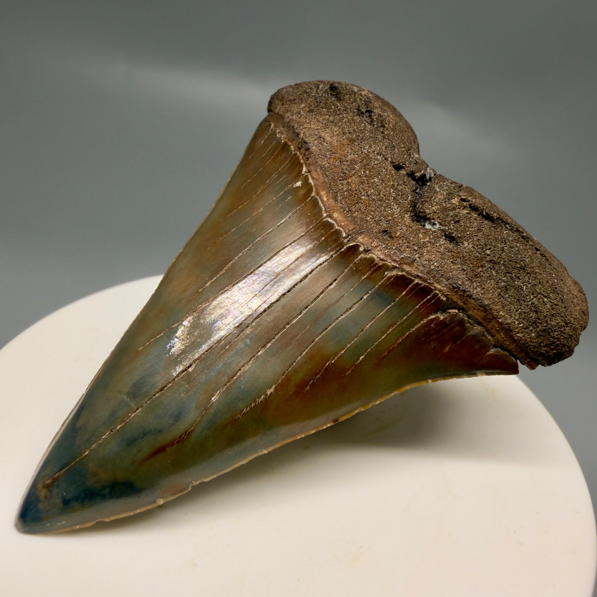 Front Right View Gorgeous, colorful 2.39" Fossil Extinct Mako - Isurus hastalis Shark Tooth from Southeast USA M613