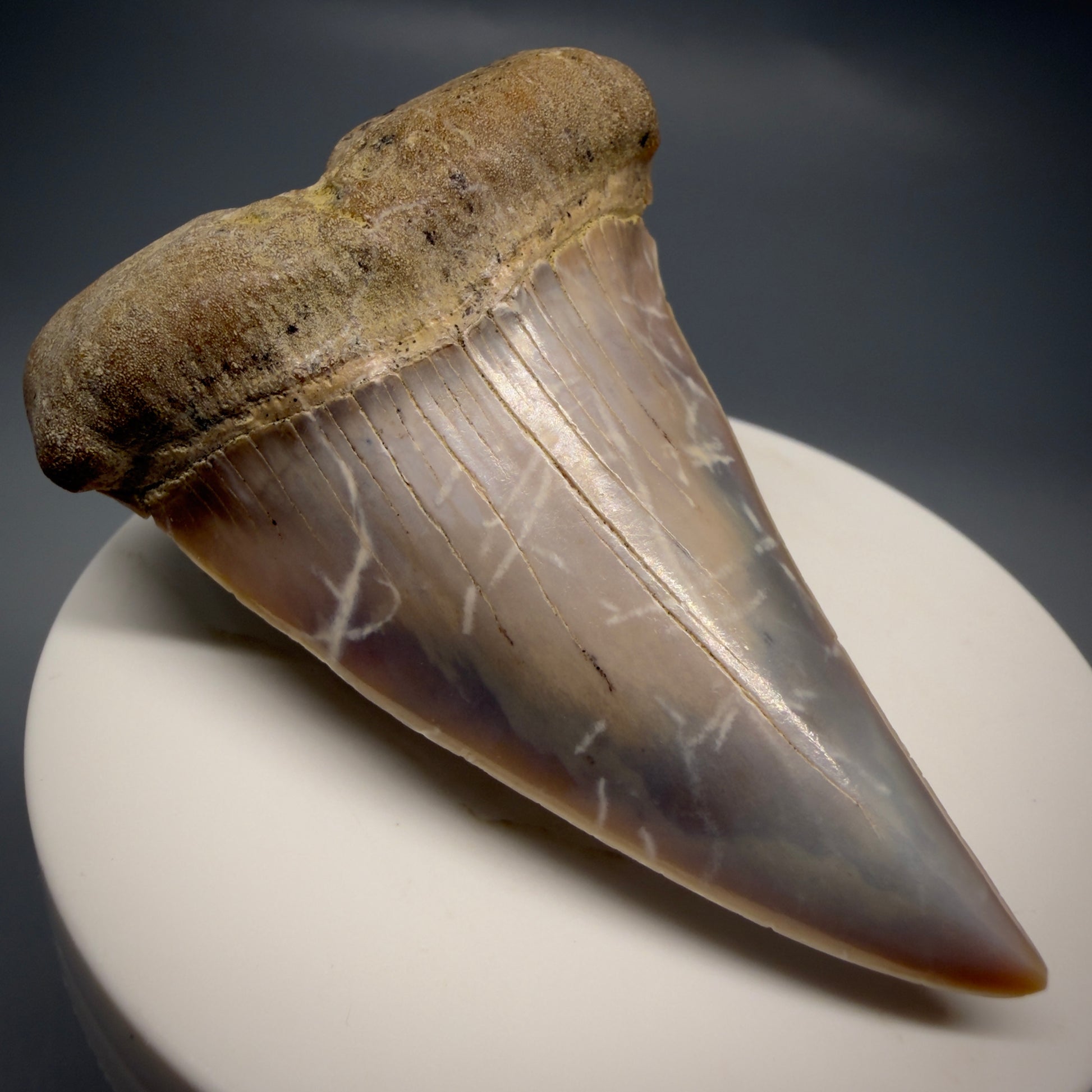 Front Left View 2.56" Fossil Extinct Mako - Isurus hastalis Shark Tooth - Bakersfield, CA - Large, colorful M612