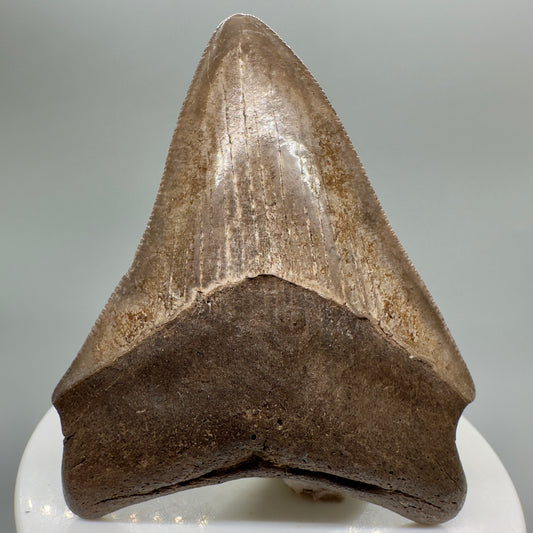Authentic 2.76" Megalodon Tooth Fossil from Southeastern Georgia: Exquisite Brown Serrated Relic CM4658 - Front