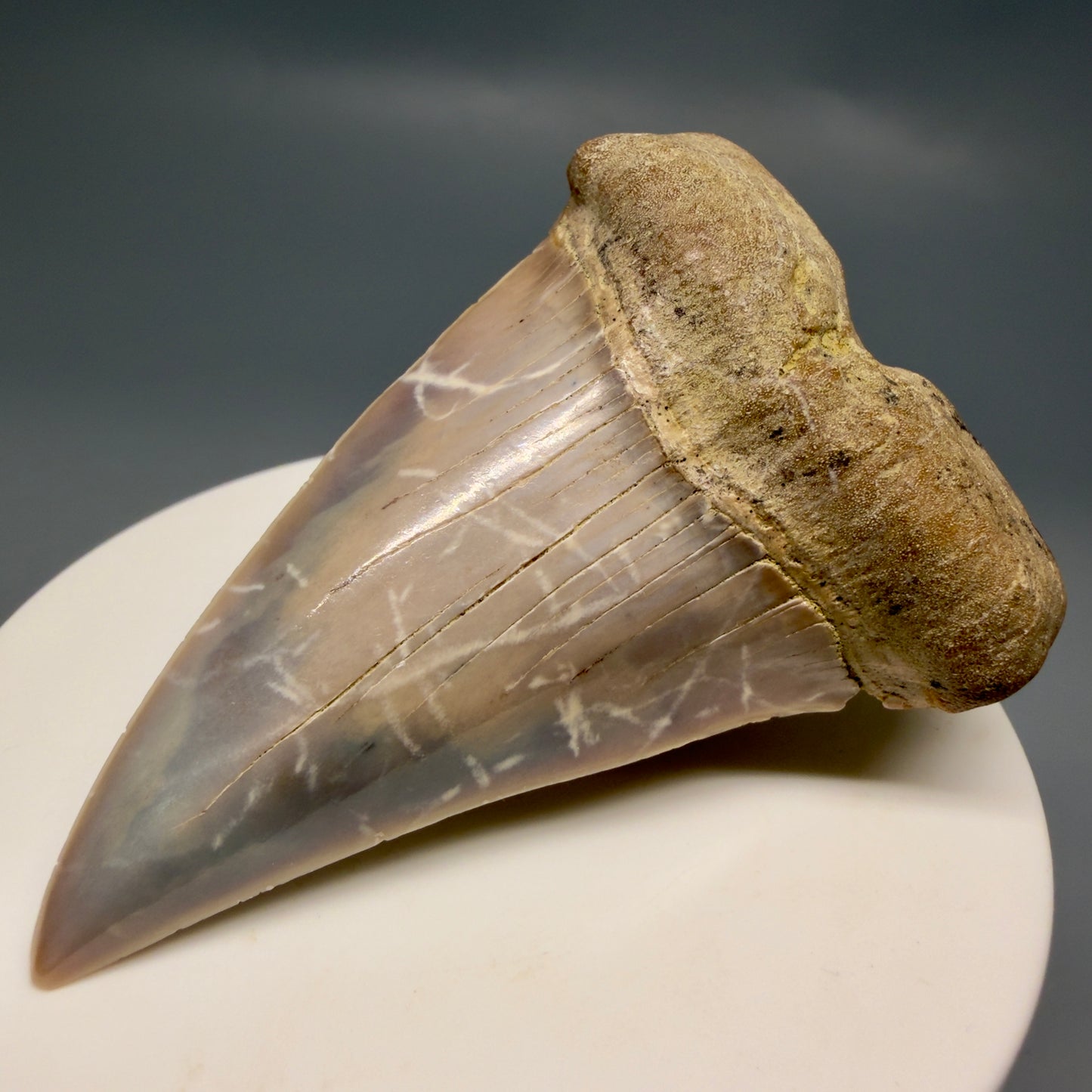 Front Right View 2.56" Fossil Extinct Mako - Isurus hastalis Shark Tooth - Bakersfield, CA - Large, colorful M612