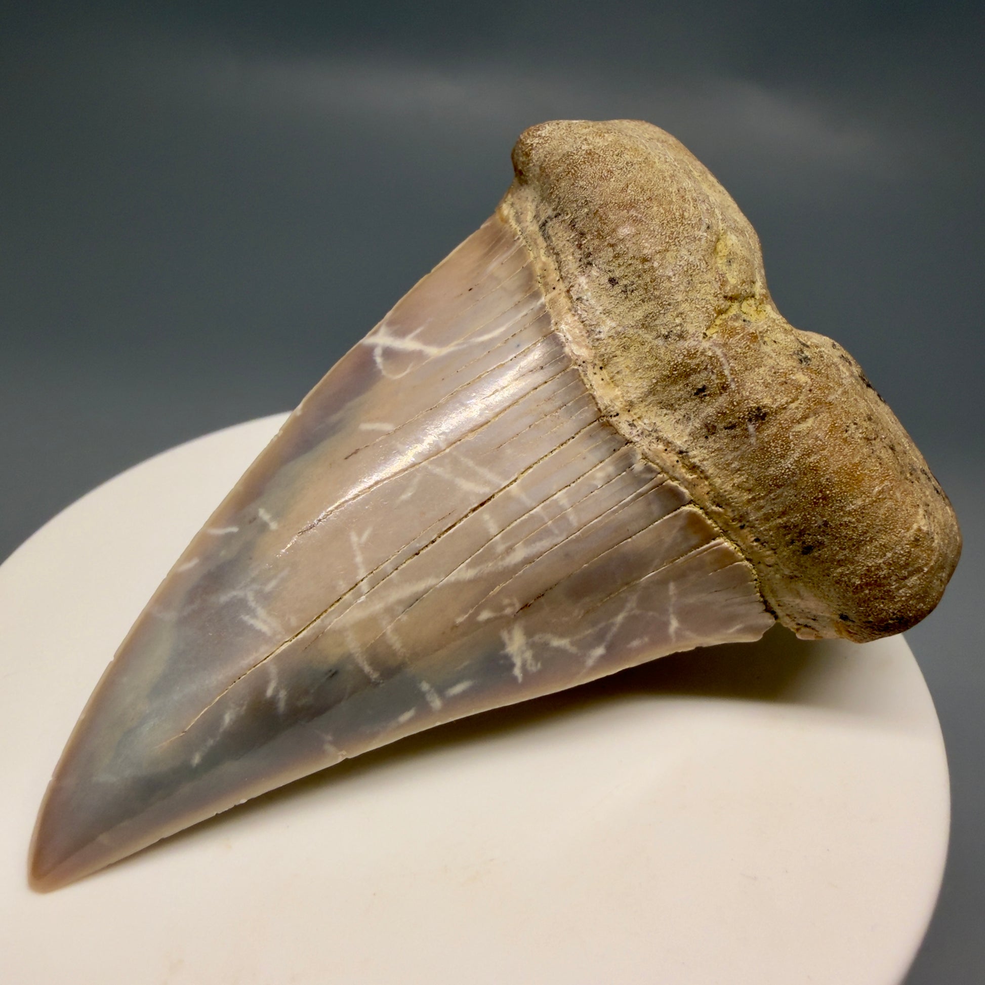 Front Right View 2.56" Fossil Extinct Mako - Isurus hastalis Shark Tooth - Bakersfield, CA - Large, colorful M612