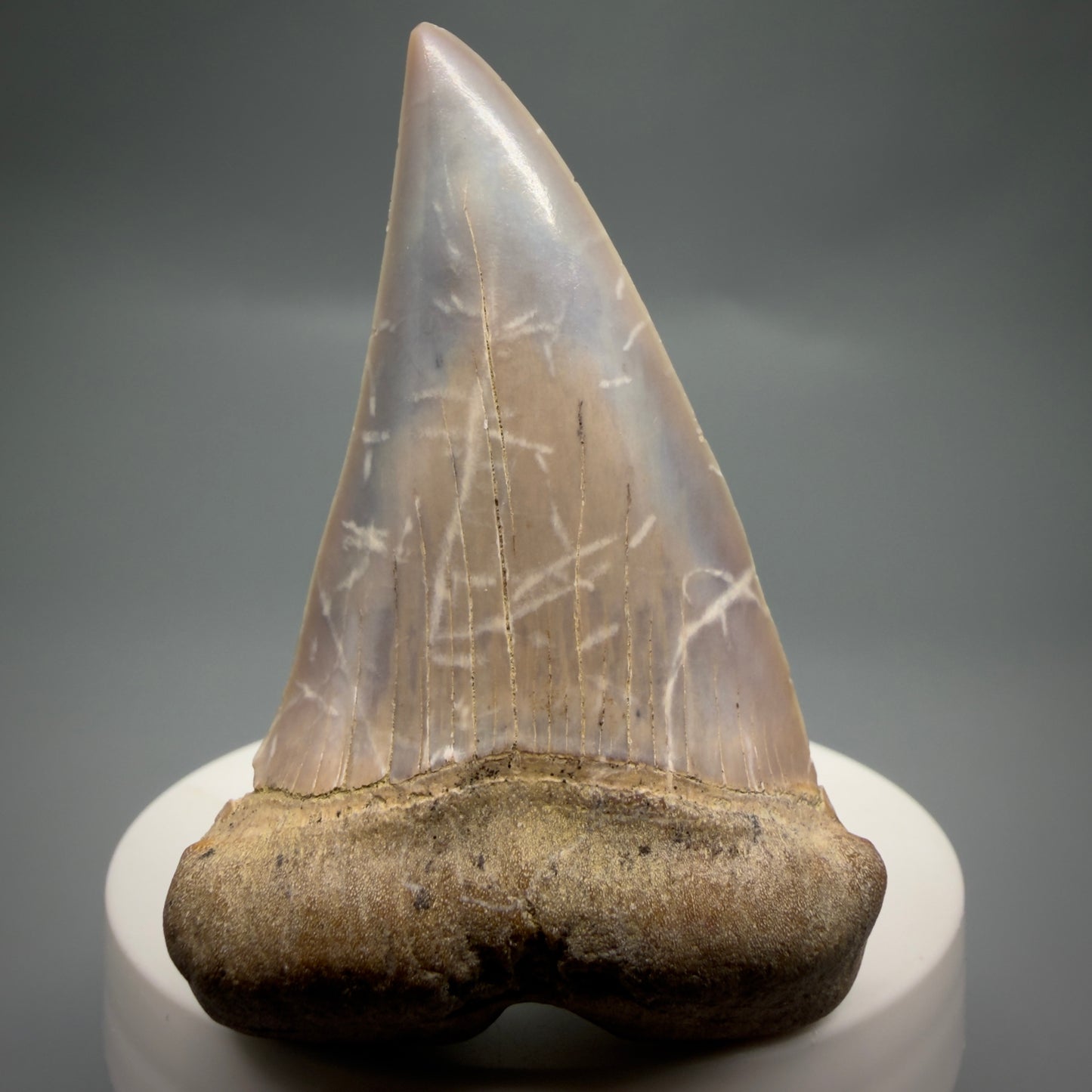 Front View 2.56" Fossil Extinct Mako - Isurus hastalis Shark Tooth - Bakersfield, CA - Large, colorful M612 - 2