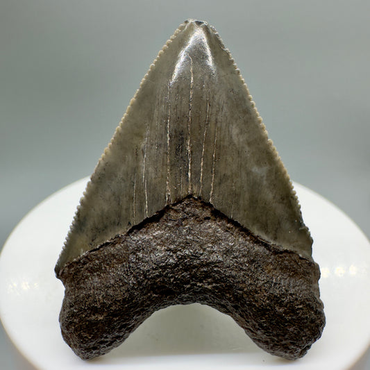 Juvenile 1.79" Fossil Megalodon Tooth from South Carolina CM4659 - Front