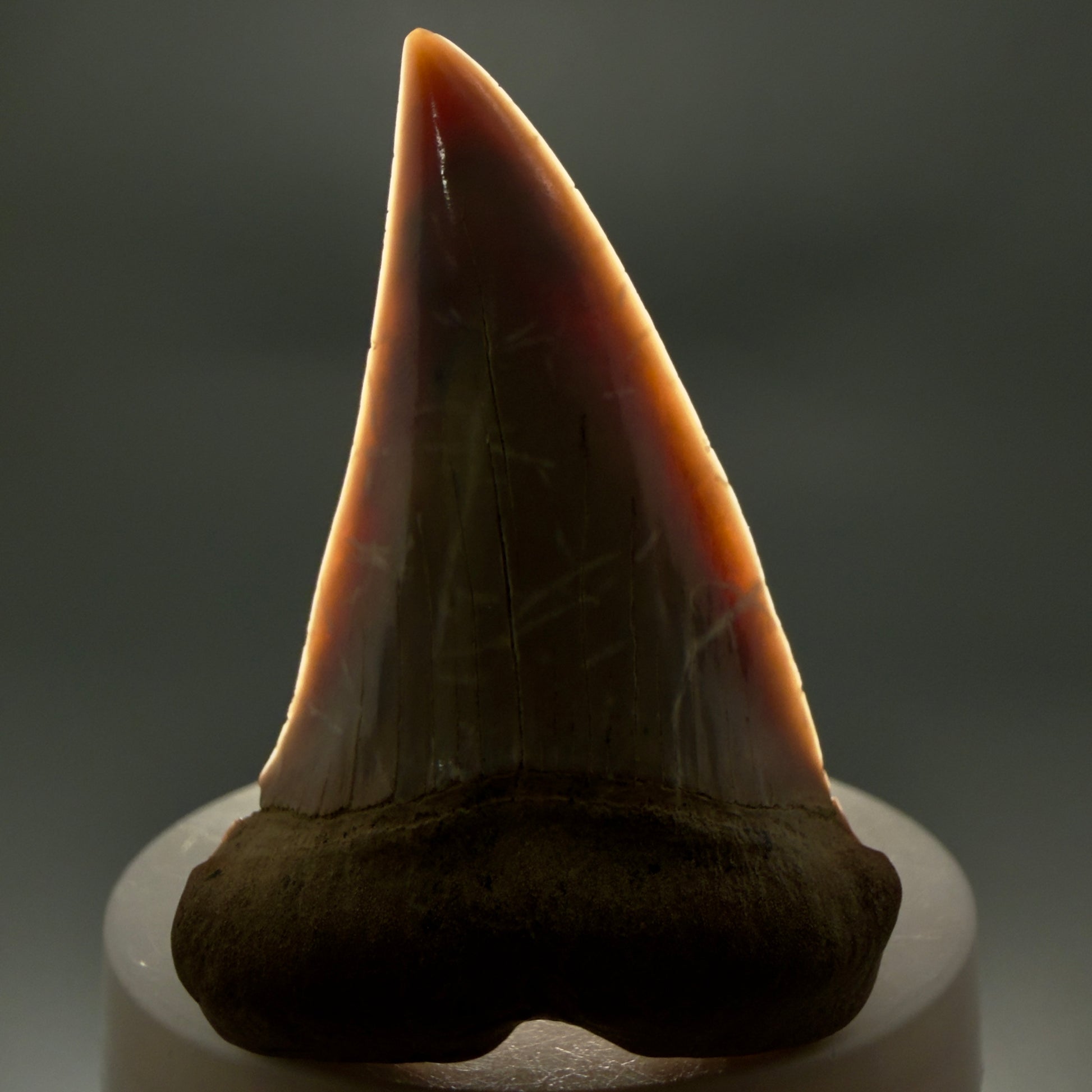 Front View 2.56" Fossil Extinct Mako - Isurus hastalis Shark Tooth - Bakersfield, CA - Large, colorful M612 - 1