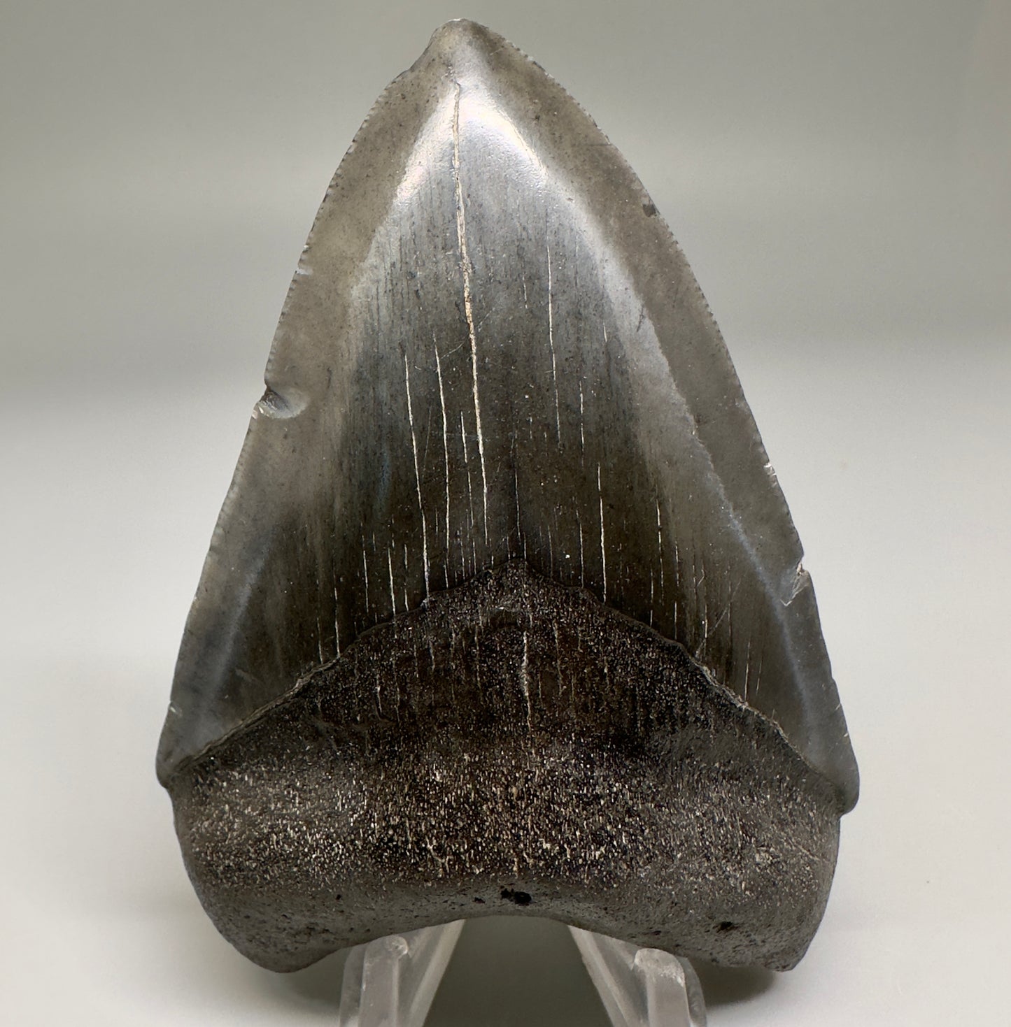 Dark colors 3.92" Fossil Megalodon Shark Tooth from South Carolina CM5155 - Front