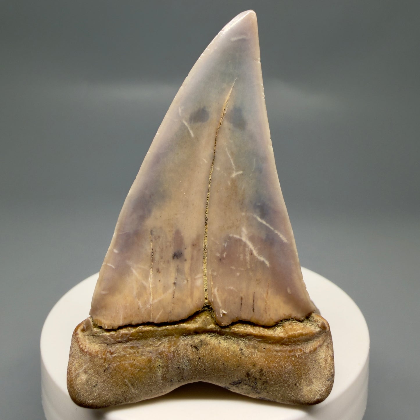 Back View 2.56" Fossil Extinct Mako - Isurus hastalis Shark Tooth - Bakersfield, CA - Large, colorful M612