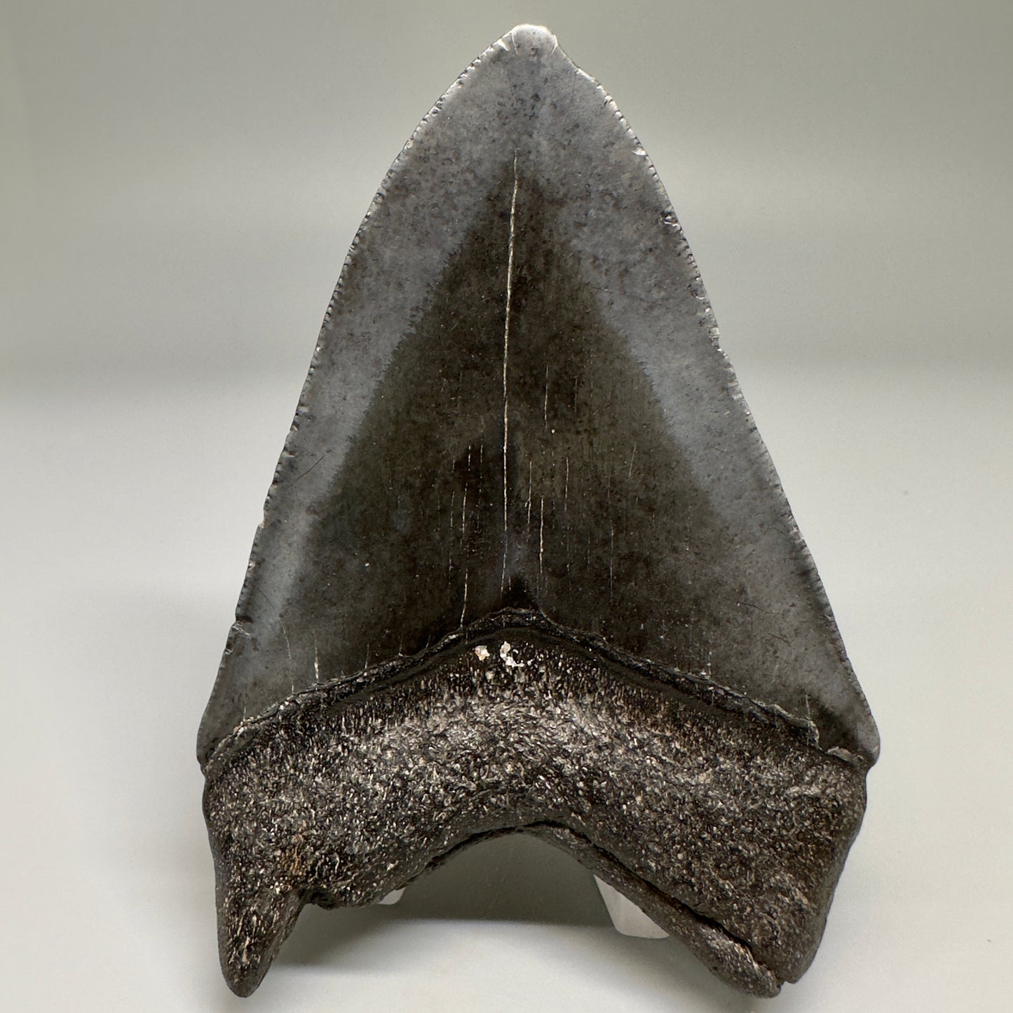 Dark colors 3.92" Fossil Megalodon Shark Tooth from South Carolina CM5155 - Back