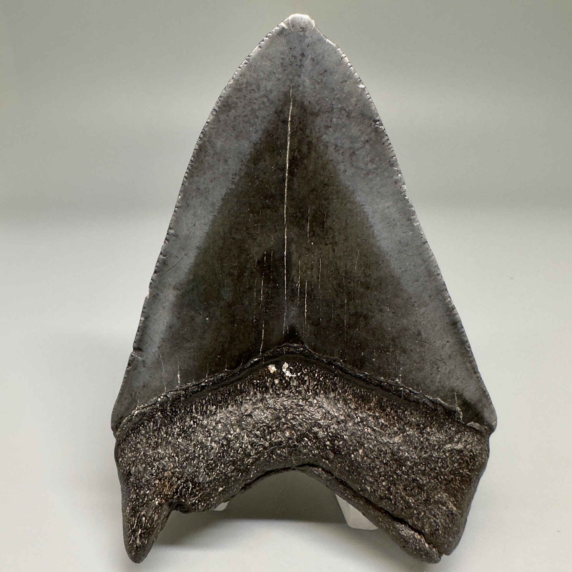 Dark colors 3.92" Fossil Megalodon Shark Tooth from South Carolina CM5155 - Back