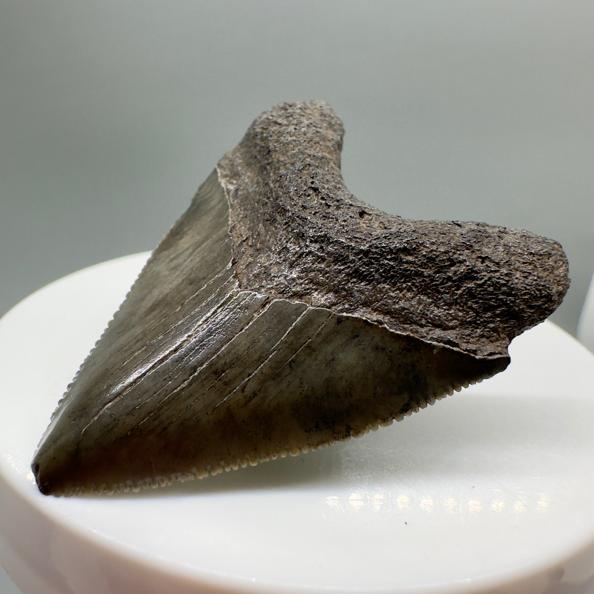 Juvenile 1.79" Fossil Megalodon Tooth from South Carolina CM4659 - Front Left
