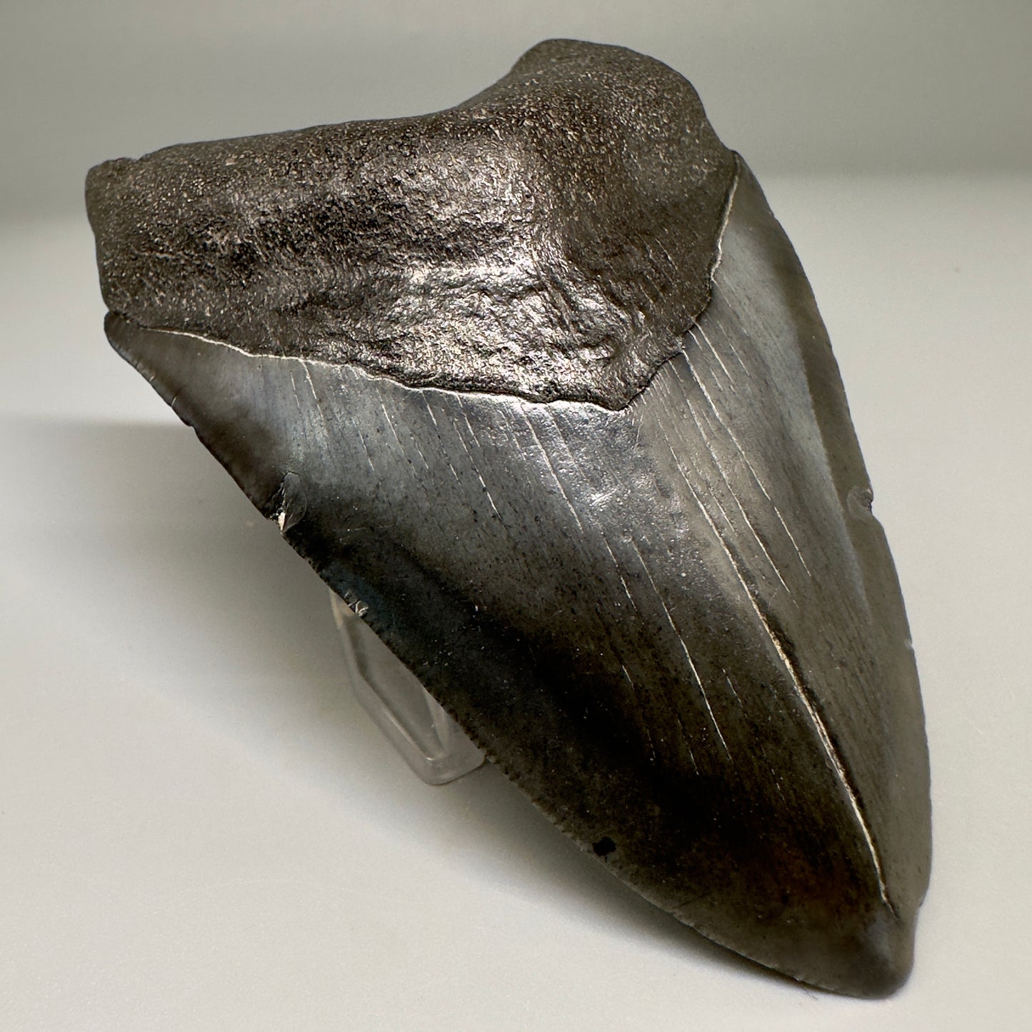 Dark colors 3.92" Fossil Megalodon Shark Tooth from South Carolina CM5155 - Front Left