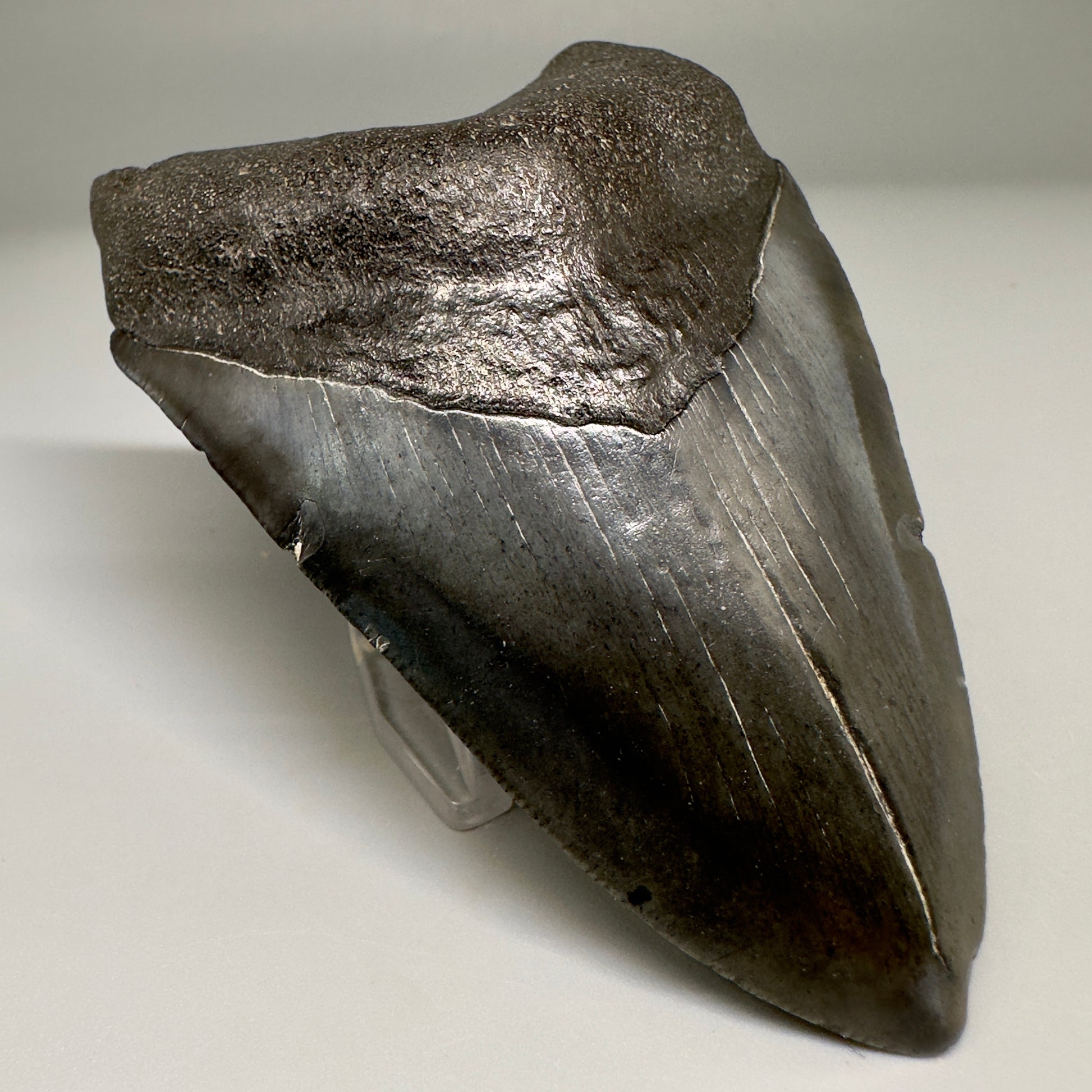 Dark colors 3.92" Fossil Megalodon Shark Tooth from South Carolina CM5155 - Front Left
