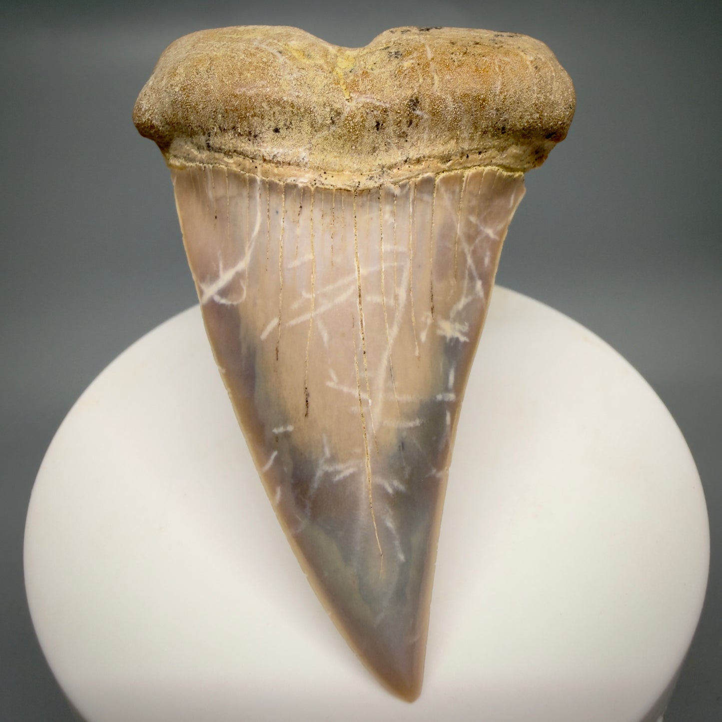 Front View 2.56" Fossil Extinct Mako - Isurus hastalis Shark Tooth - Bakersfield, CA - Large, colorful M612 - 3