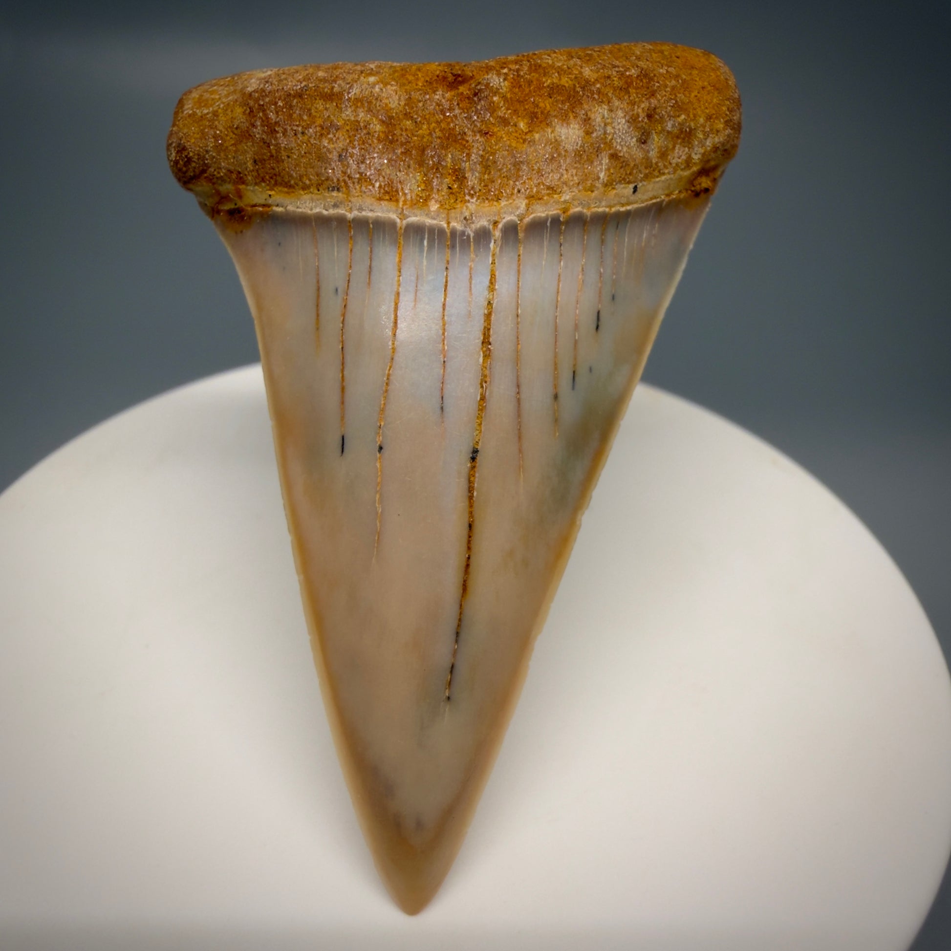 Front View 2.17" Fossil Extinct Mako - Isurus hastalis Shark Tooth - Bakersfield, CA - Colorful M611 - 1