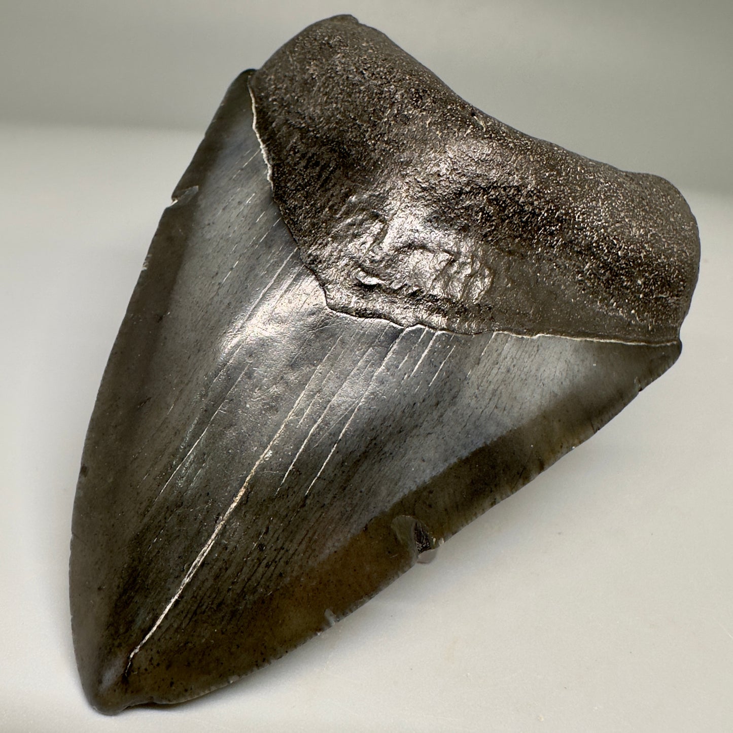 Dark colors 3.92" Fossil Megalodon Shark Tooth from South Carolina CM5155 - Front Right