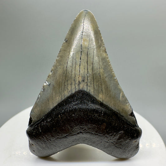Beautiful 2.10" Fossil Megalodon Tooth from South Carolina CM4660 - Front