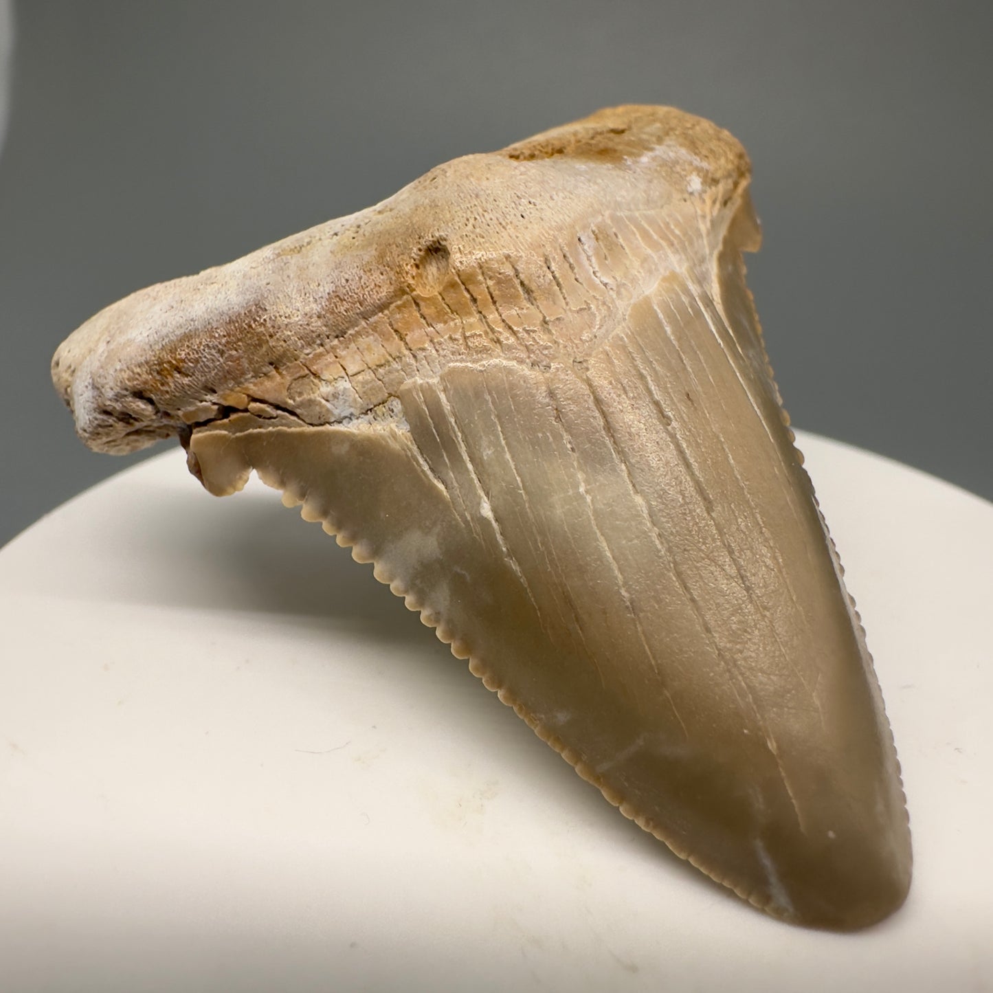 Colorful 2.12" Fossil Carcharocles angustidens Shark Tooth from Summerville, South Carolina AN428 - Front Right