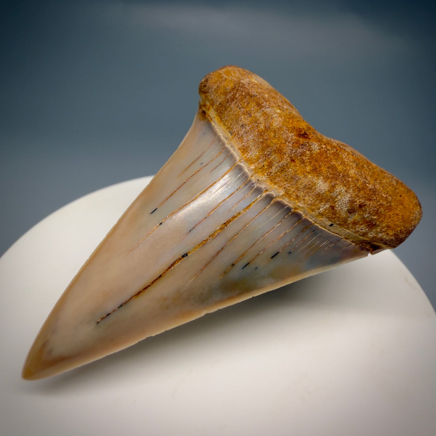 Front Right View 2.17" Fossil Extinct Mako - Isurus hastalis Shark Tooth - Bakersfield, CA - Colorful M611