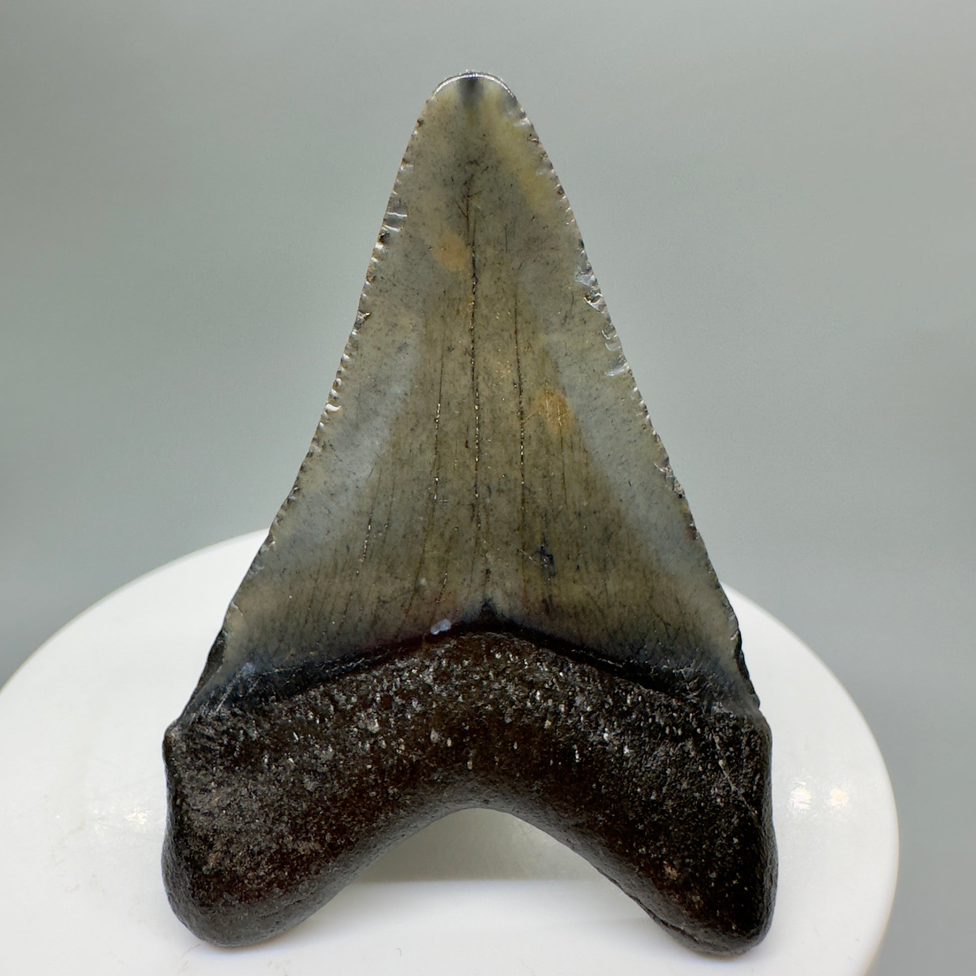 Beautiful 2.10" Fossil Megalodon Tooth from South Carolina CM4660 - Back