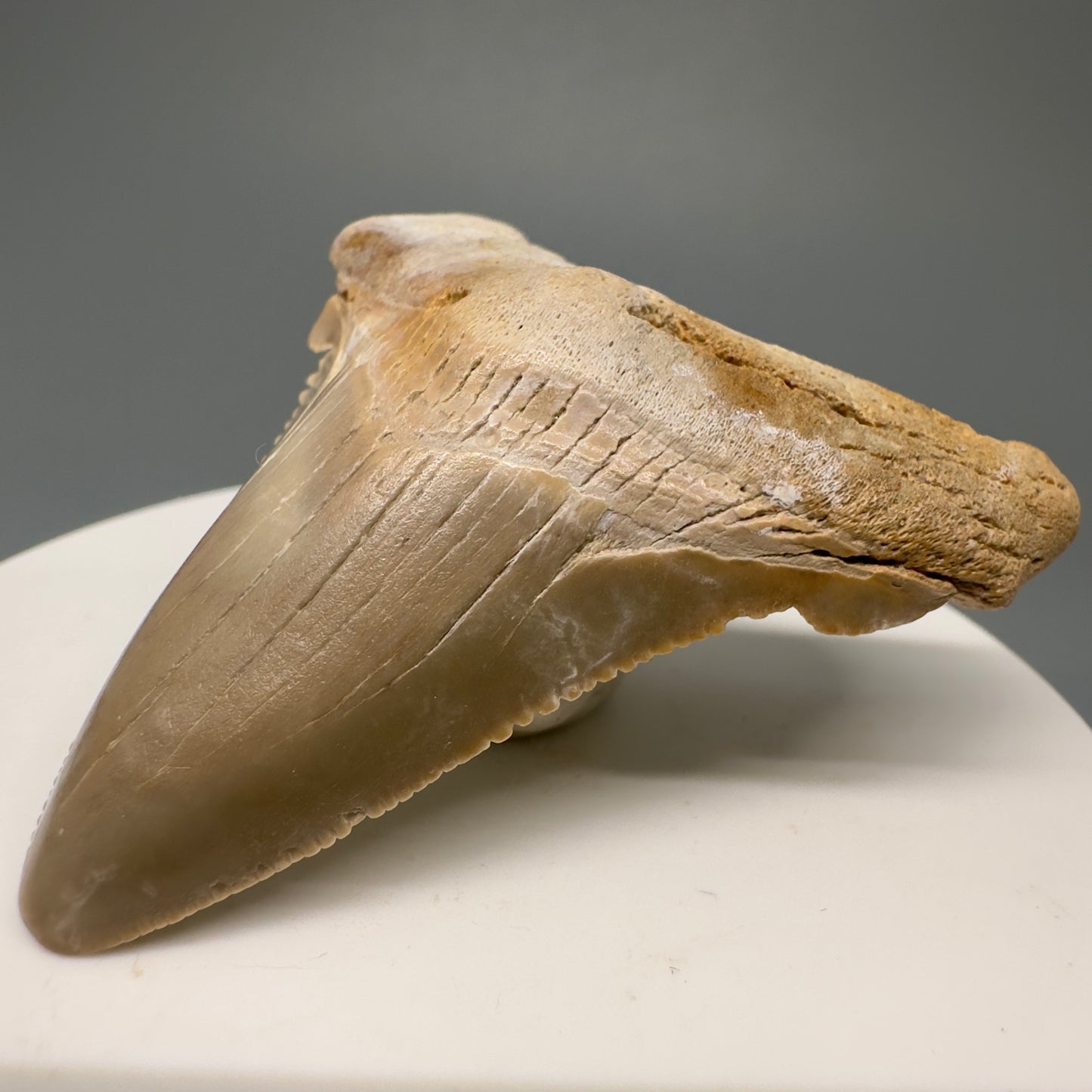 Colorful 2.12" Fossil Carcharocles angustidens Shark Tooth from Summerville, South Carolina AN428 - Front Left