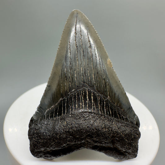 Beautiful, serrated 2.18" Fossil Megalodon Tooth from South Carolina CM4661 - Front