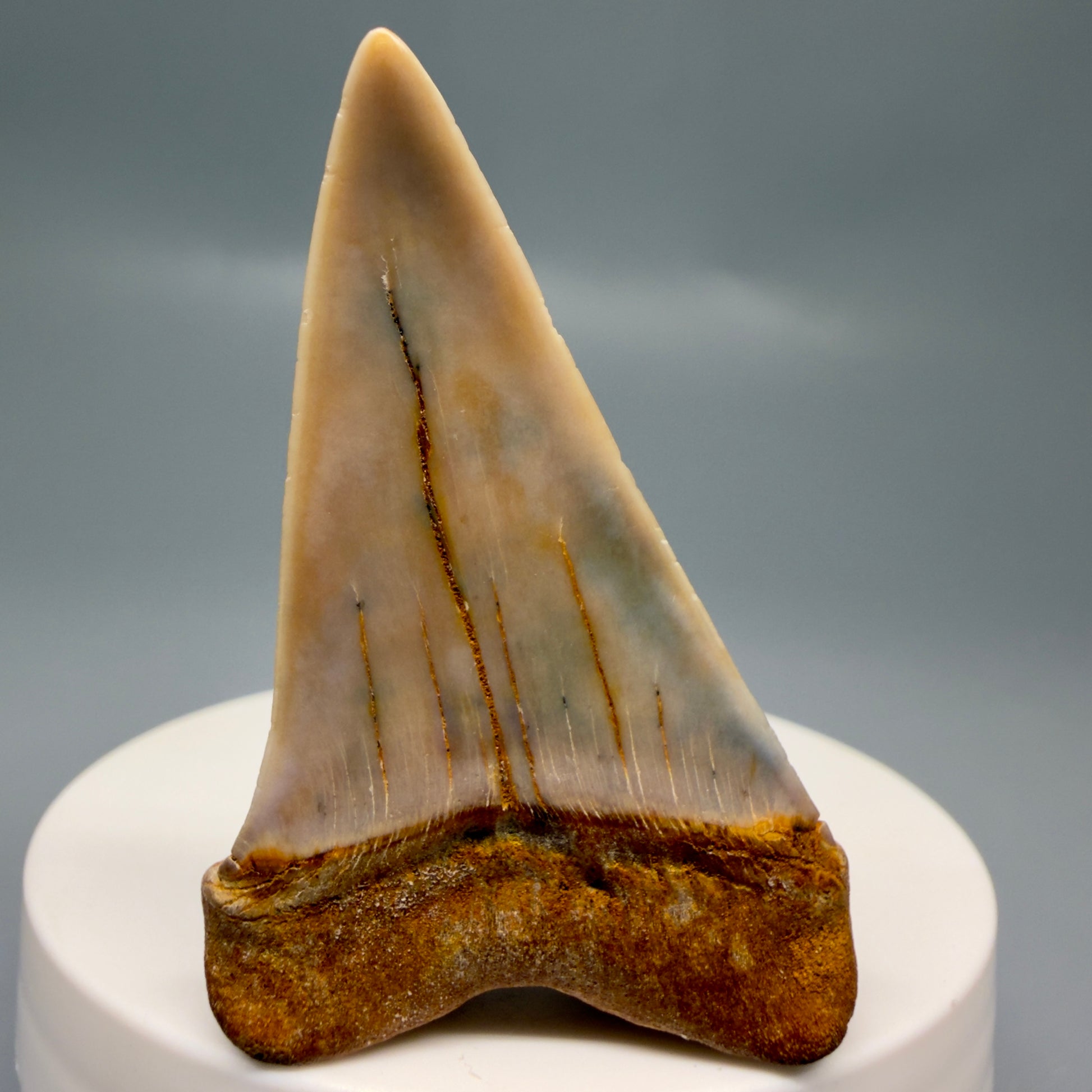 Back View 2.17" Fossil Extinct Mako - Isurus hastalis Shark Tooth - Bakersfield, CA - Colorful M611
