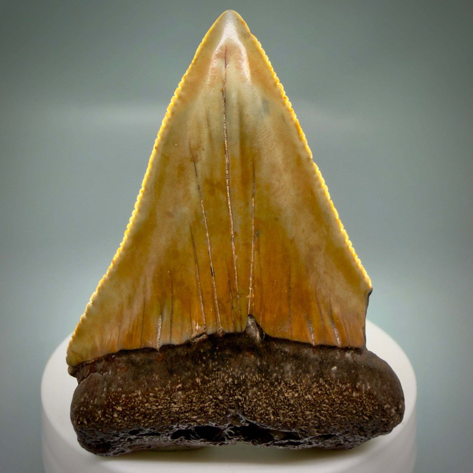 Front View Colorful, serrated, Large 2.50" Fossil Great White Shark Tooth - Cooper River, SC GW1332 - 2