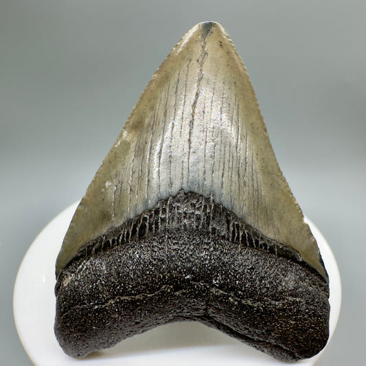 Colorful 2.47" Fossil Megalodon Tooth from South Carolina CM4662 - Front