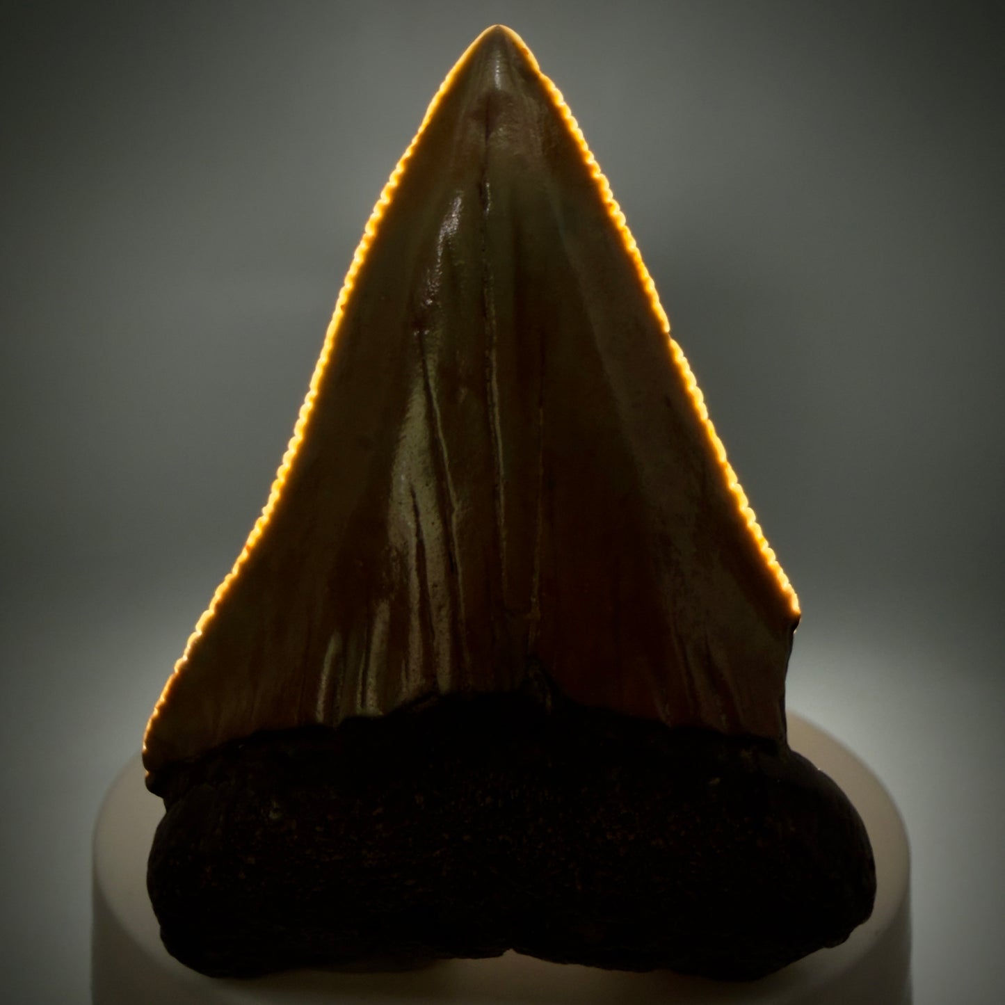 Front View Colorful, serrated, Large 2.50" Fossil Great White Shark Tooth - Cooper River, SC GW1332 - 1