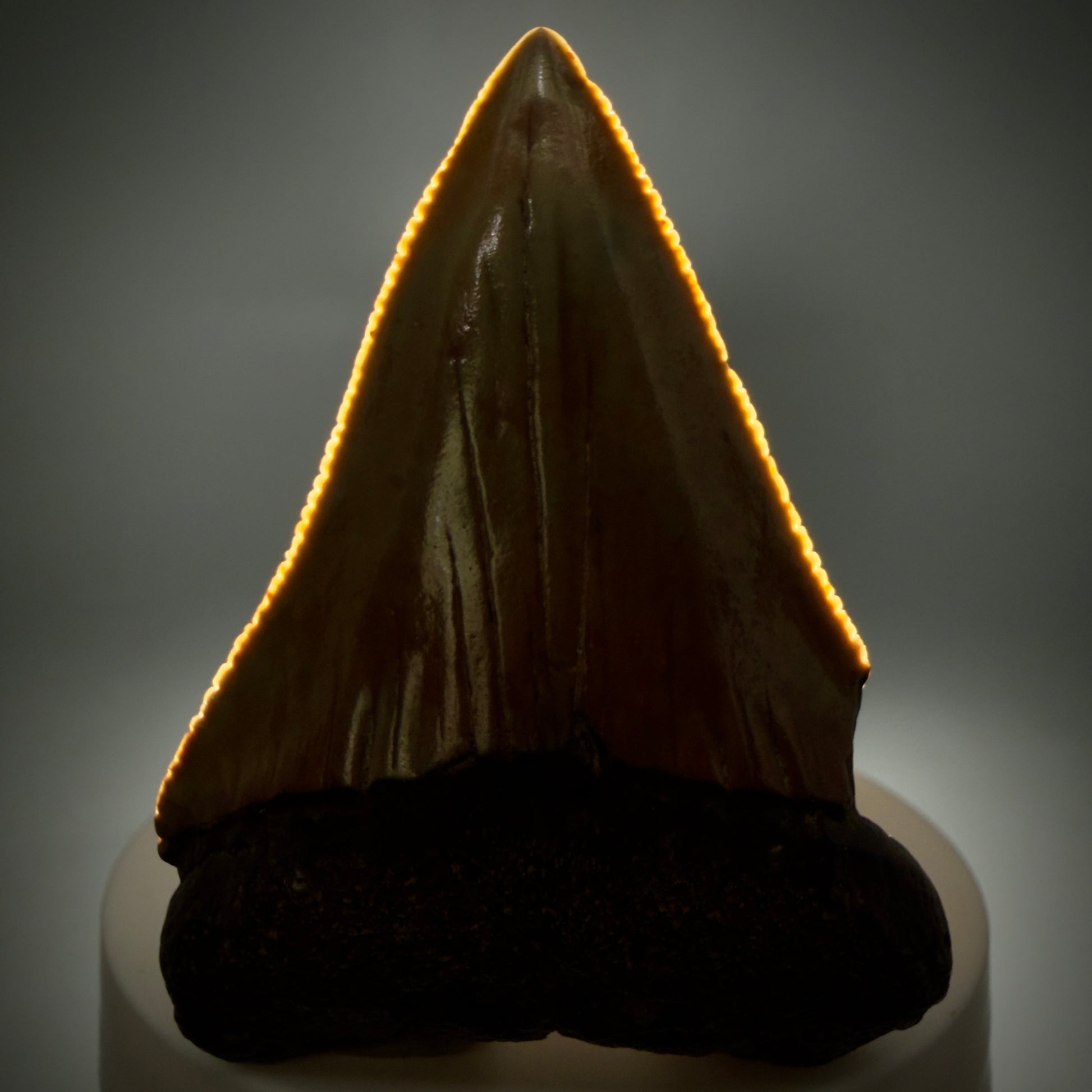 Front View Colorful, serrated, Large 2.50" Fossil Great White Shark Tooth - Cooper River, SC GW1332 - 1