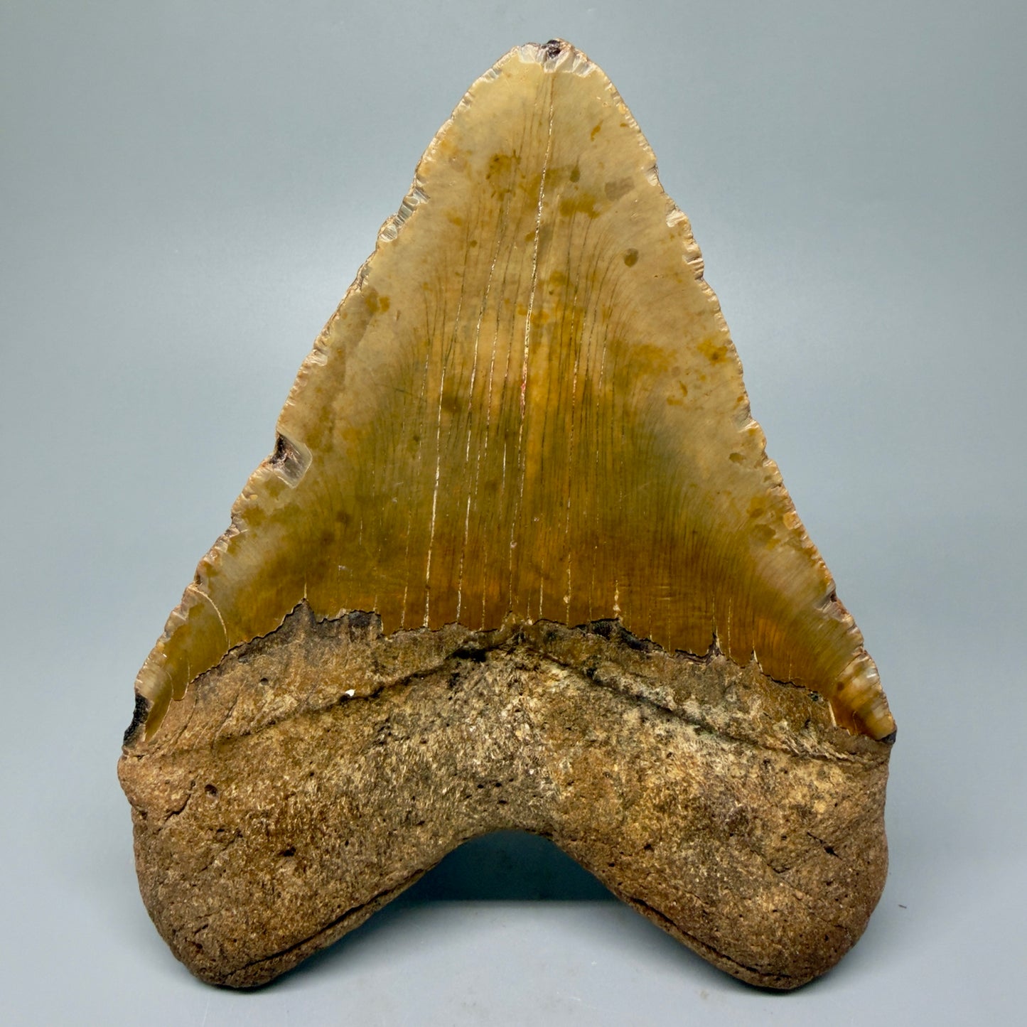 Back view 6.28" Authentic Megalodon Tooth – Extra Large and wide Fossil from North Carolina CM5400 