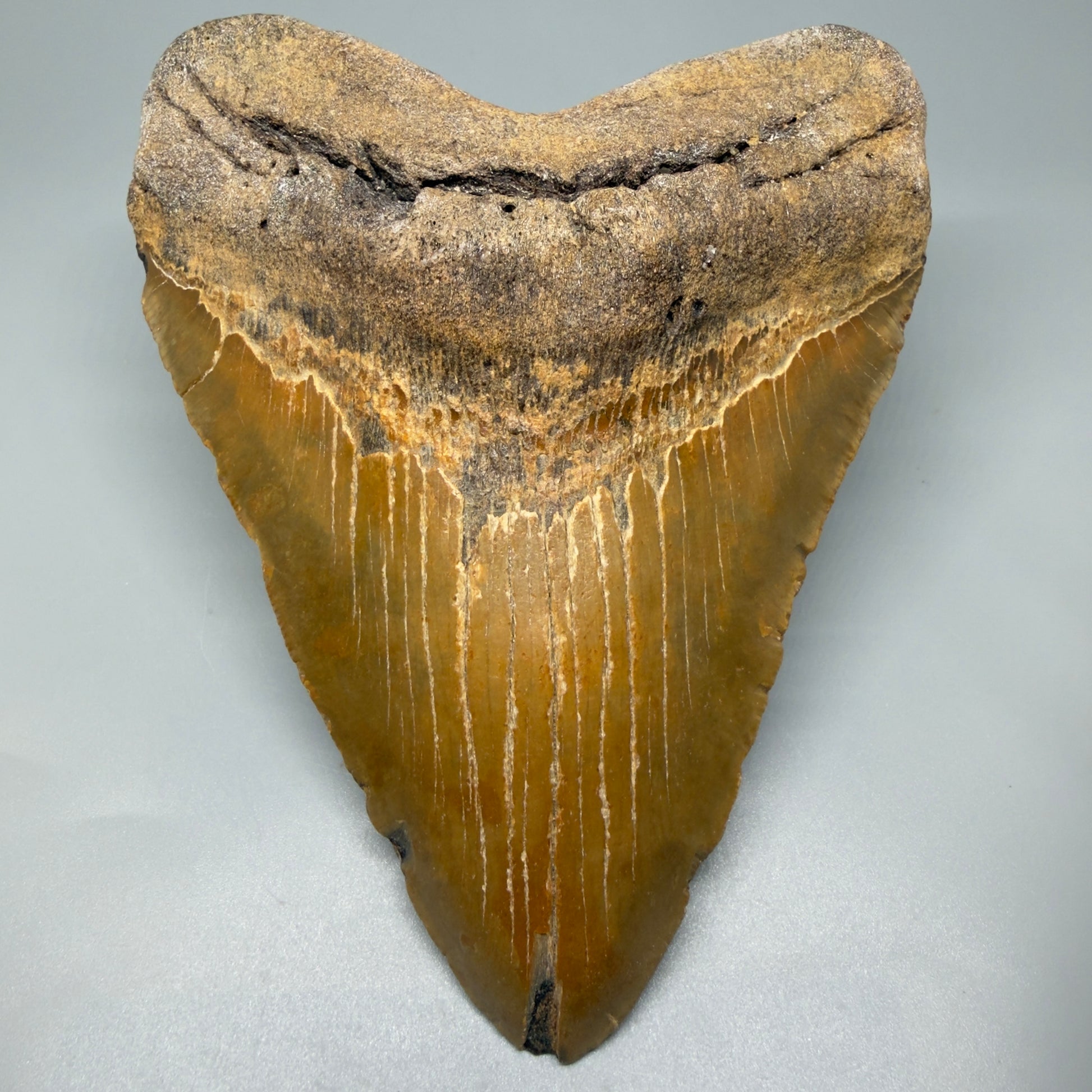 Front view tip down 6.28" Authentic Megalodon Tooth – Extra Large and wide Fossil from North Carolina CM5400 