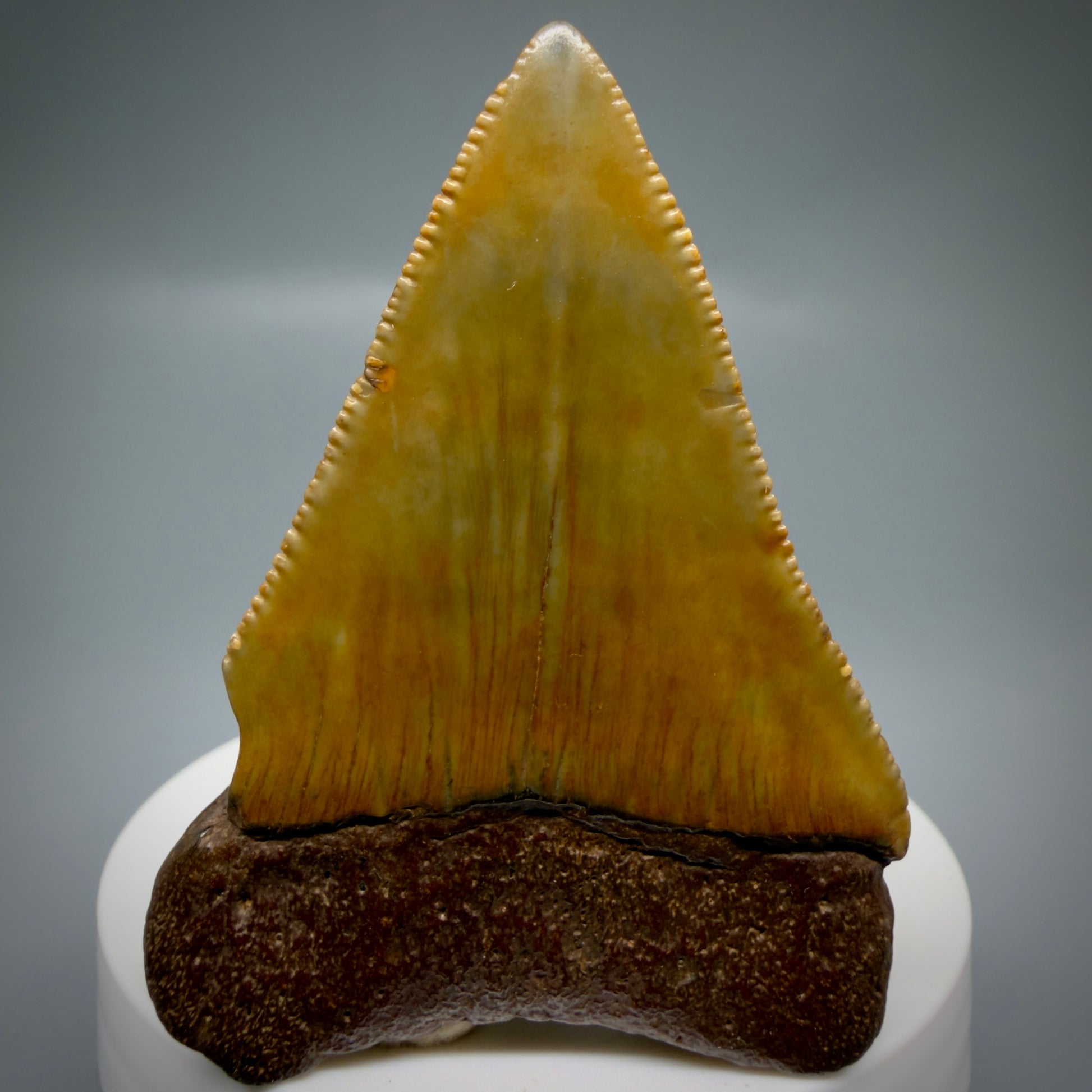 Back View Colorful, serrated, Large 2.50" Fossil Great White Shark Tooth - Cooper River, SC GW1332
