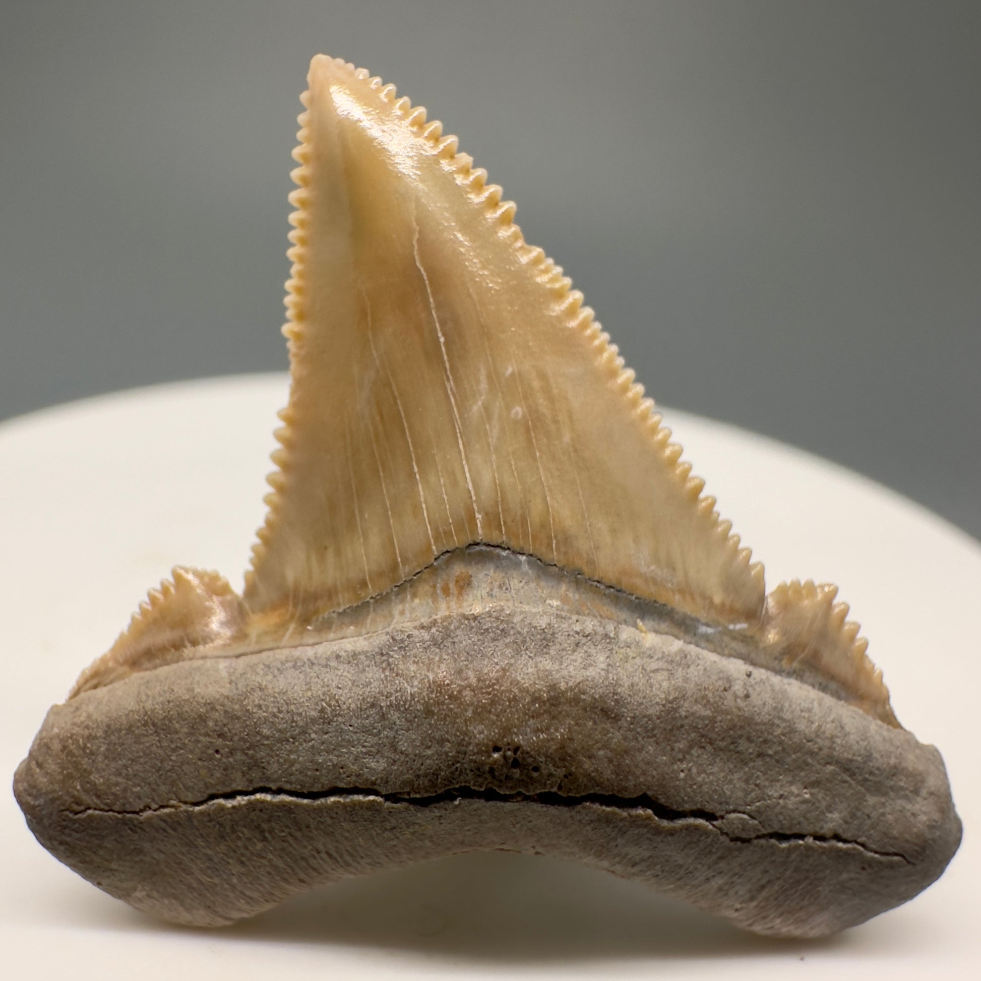 Colorful, serrated 1.26" Fossil Carcharocles angustidens Shark Tooth from Summerville, South Carolina AN425 - Front 