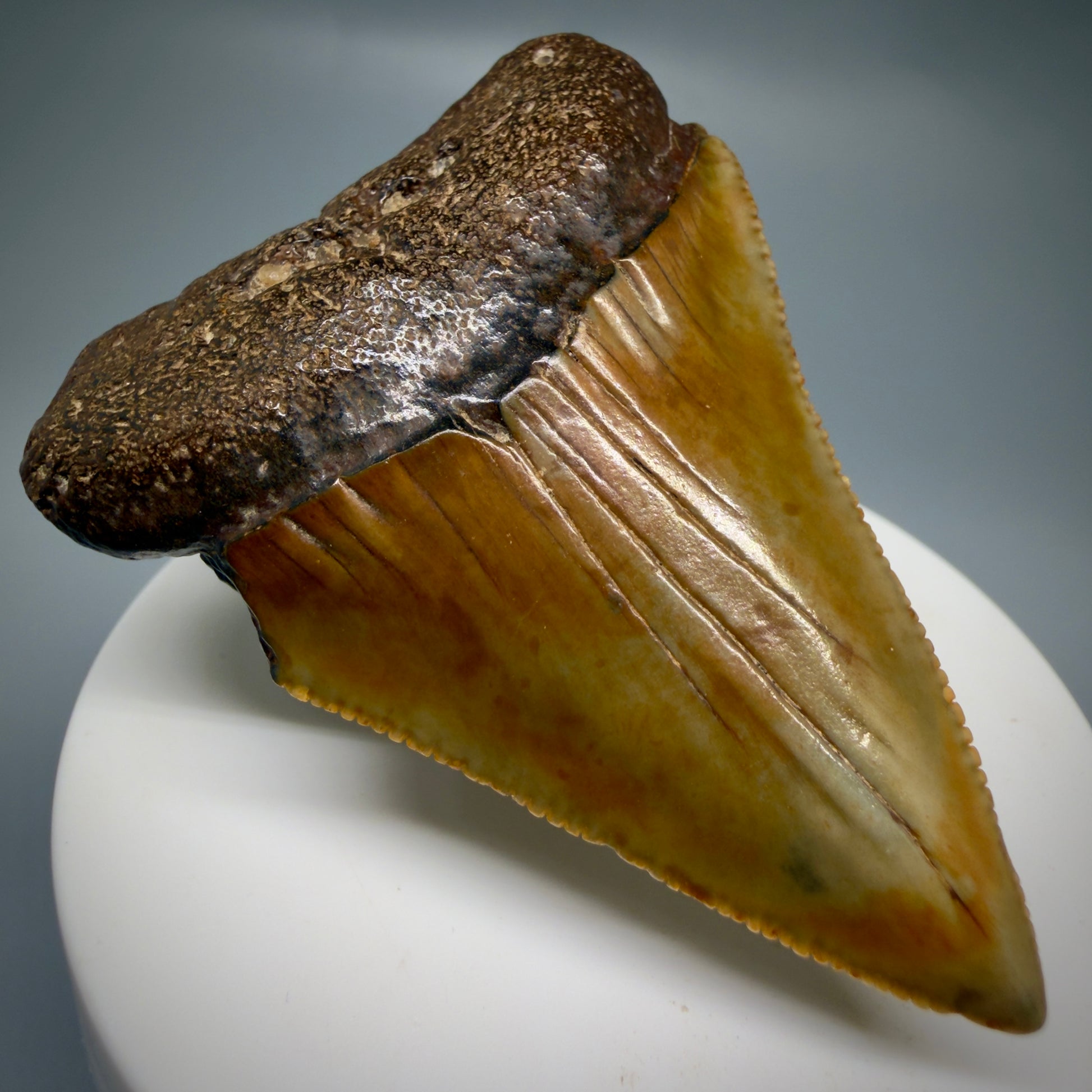 Front Left View Colorful, serrated, Large 2.50" Fossil Great White Shark Tooth - Cooper River, SC GW1332