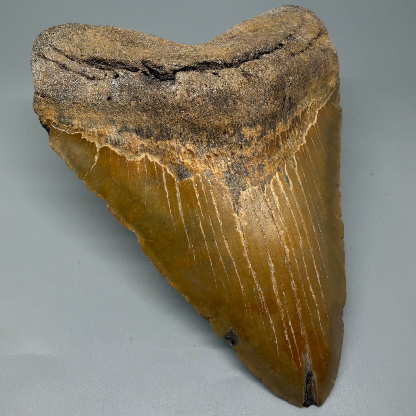 Front Left view 6.28" Authentic Megalodon Tooth – Extra Large and wide Fossil from North Carolina CM5400 