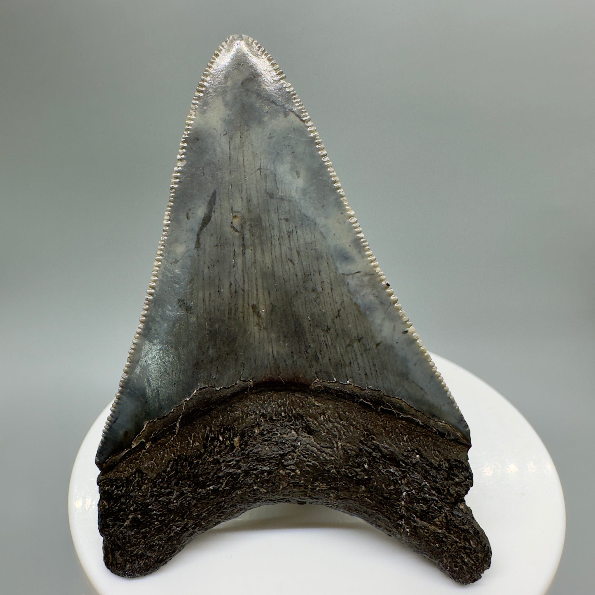 Colorful, serrated 2.73" Fossil Megalodon Tooth from South Carolina CM4663 - Back