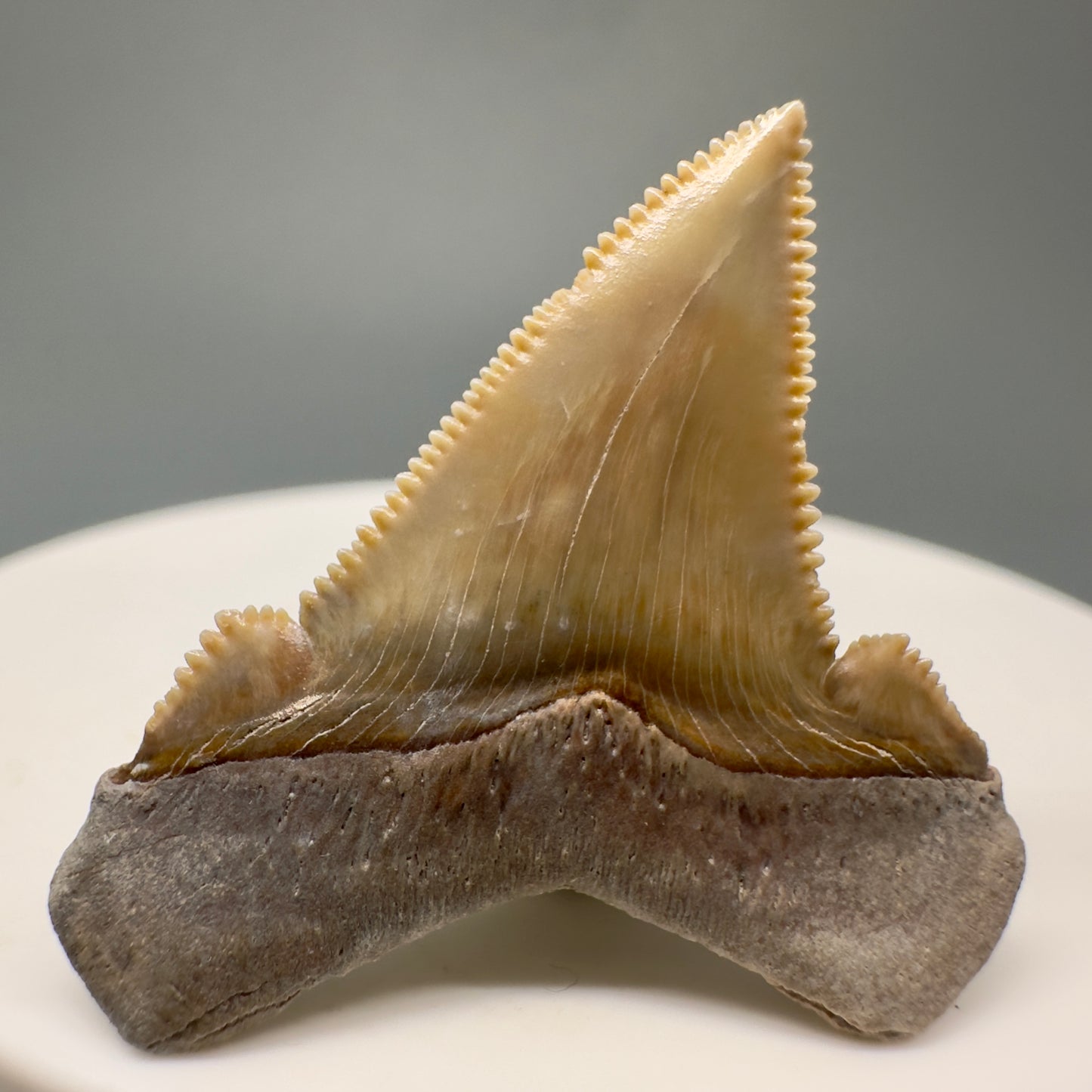 Colorful, serrated 1.26" Fossil Carcharocles angustidens Shark Tooth from Summerville, South Carolina AN425 - Back 