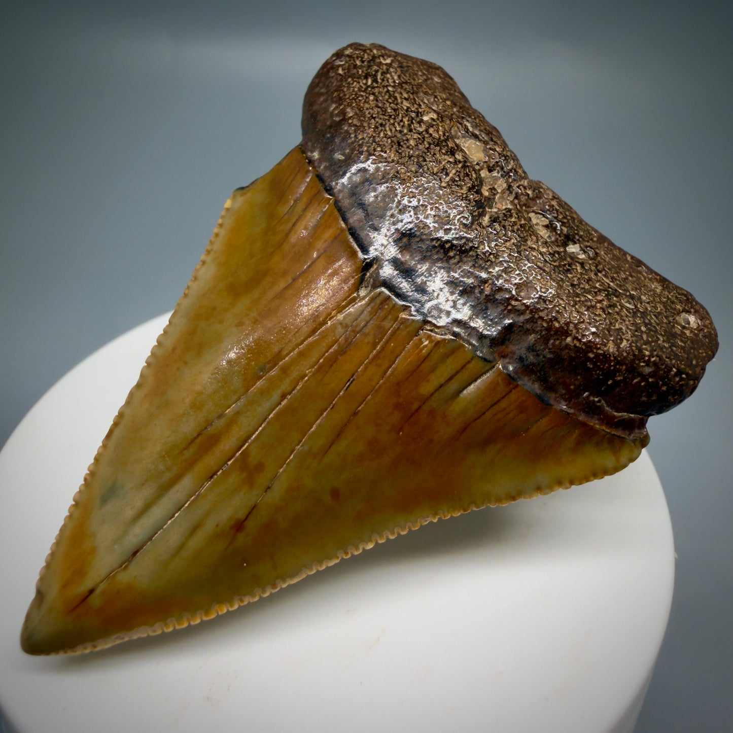 Front Right View Colorful, serrated, Large 2.50" Fossil Great White Shark Tooth - Cooper River, SC GW1332