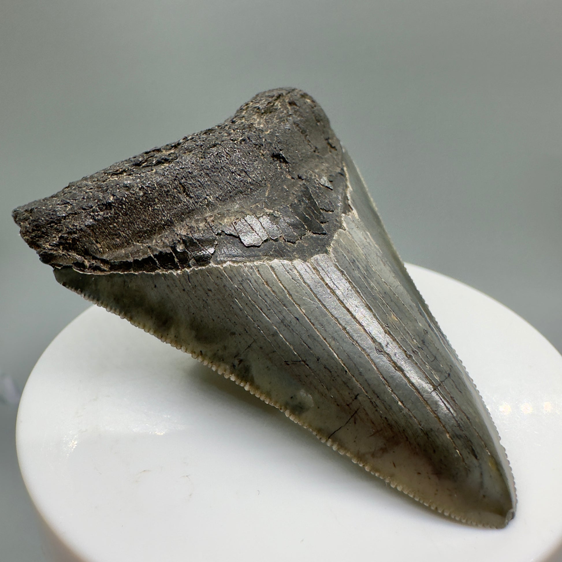 Colorful, serrated 2.73" Fossil Megalodon Tooth from South Carolina CM4663 - Front left