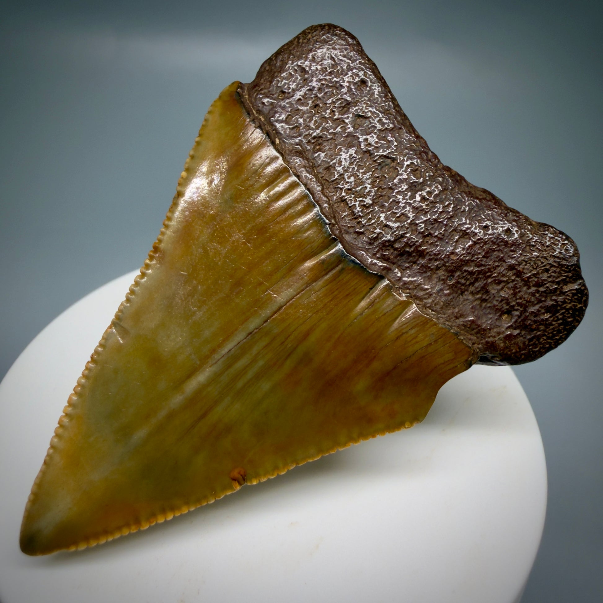 Back Right View Colorful, serrated, Large 2.50" Fossil Great White Shark Tooth - Cooper River, SC GW1332