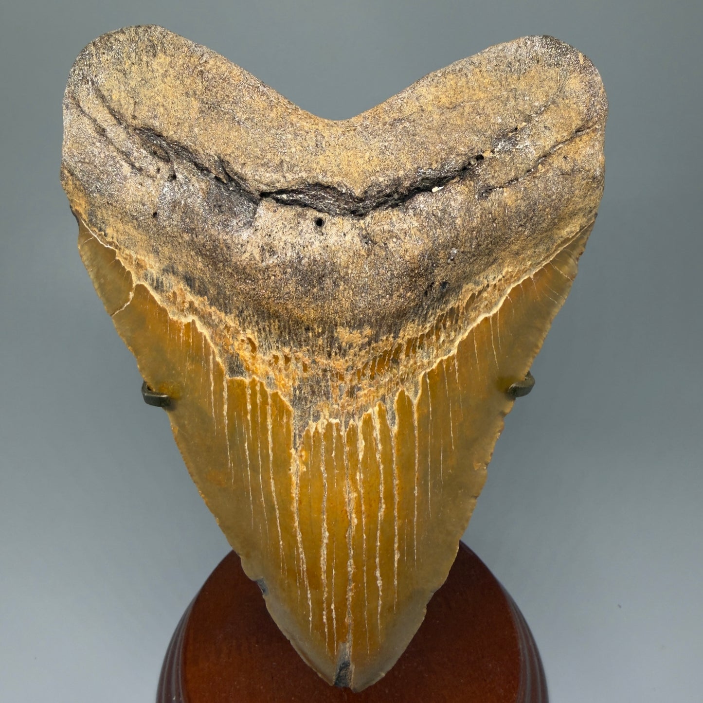 Front view on stand 6.28" Authentic Megalodon Tooth – Extra Large and wide Fossil from North Carolina CM5400 