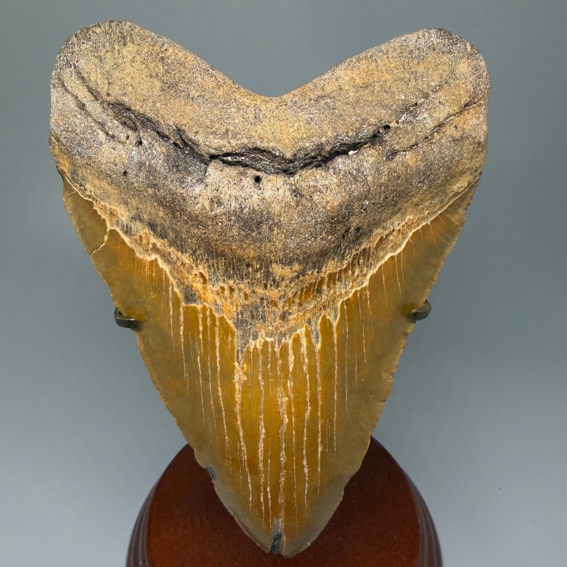 Front view on stand 6.28" Authentic Megalodon Tooth – Extra Large and wide Fossil from North Carolina CM5400 