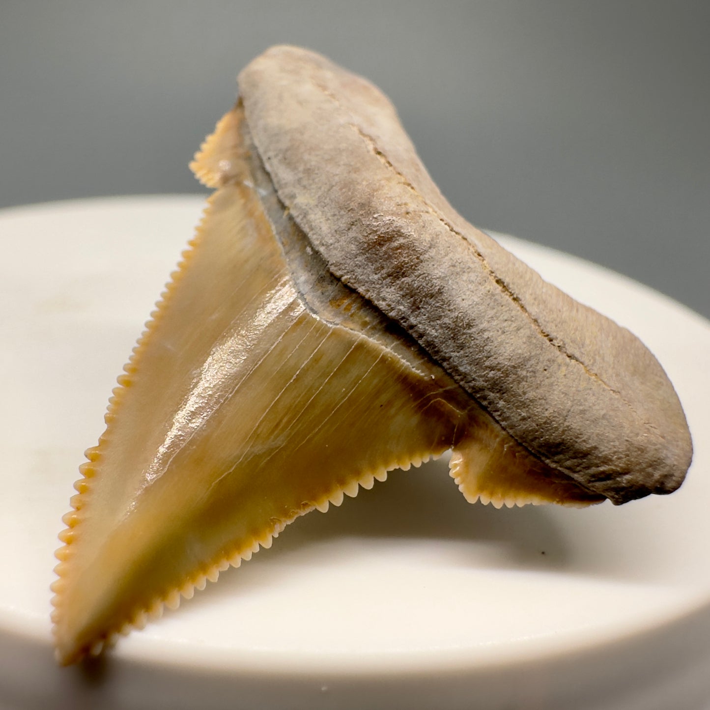 Colorful, serrated 1.26" Fossil Carcharocles angustidens Shark Tooth from Summerville, South Carolina AN425 - Front Right