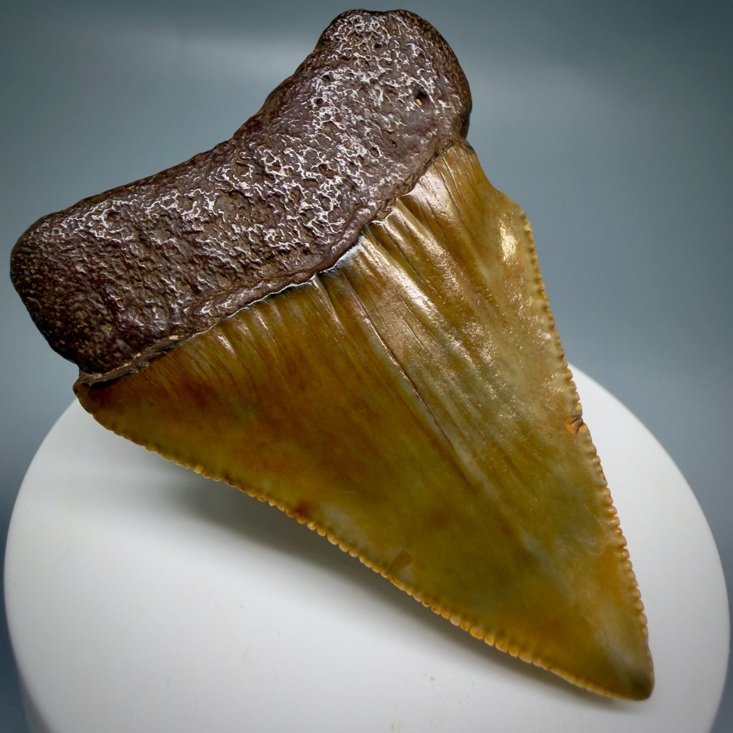 Back Left View Colorful, serrated, Large 2.50" Fossil Great White Shark Tooth - Cooper River, SC GW1332