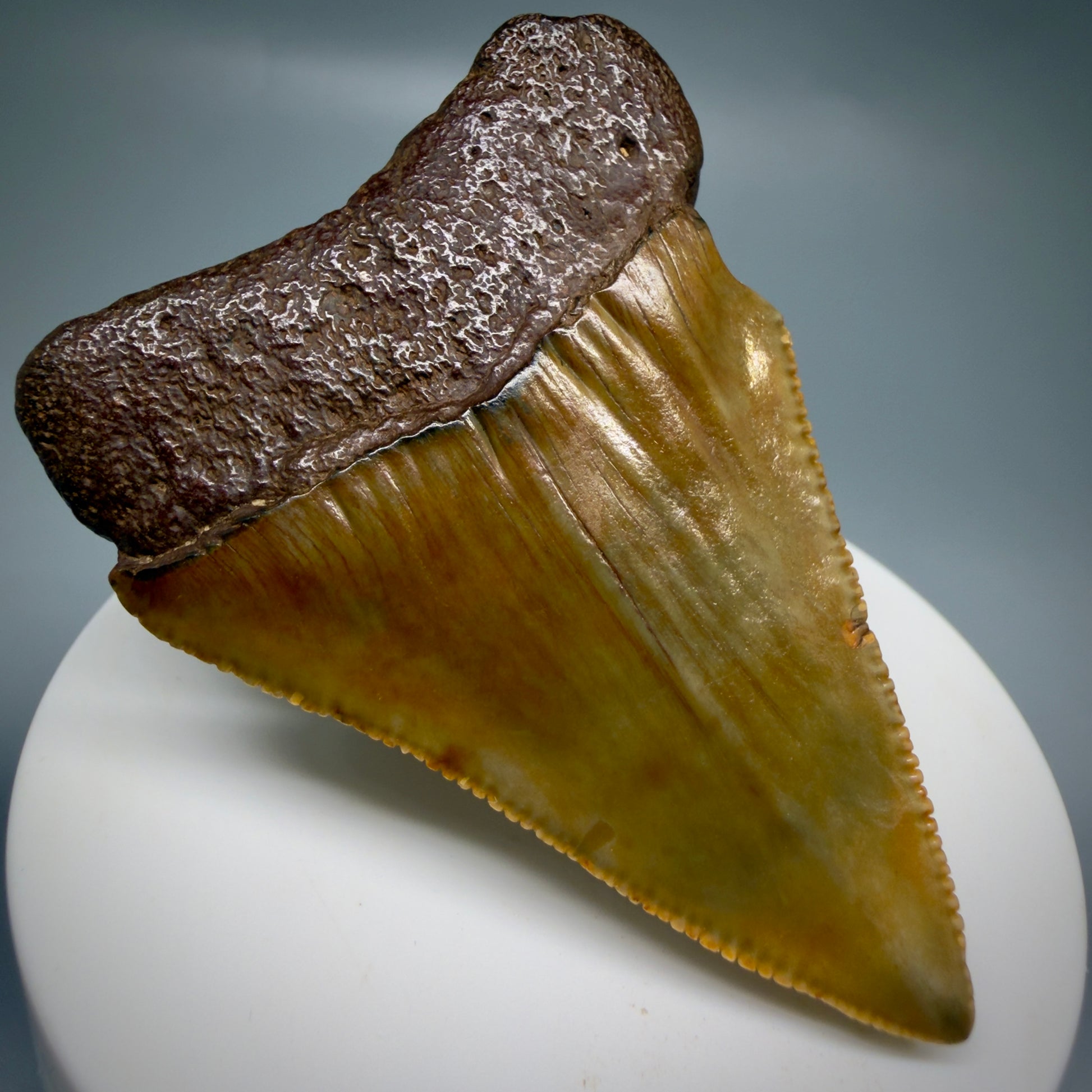 Back Left View Colorful, serrated, Large 2.50" Fossil Great White Shark Tooth - Cooper River, SC GW1332